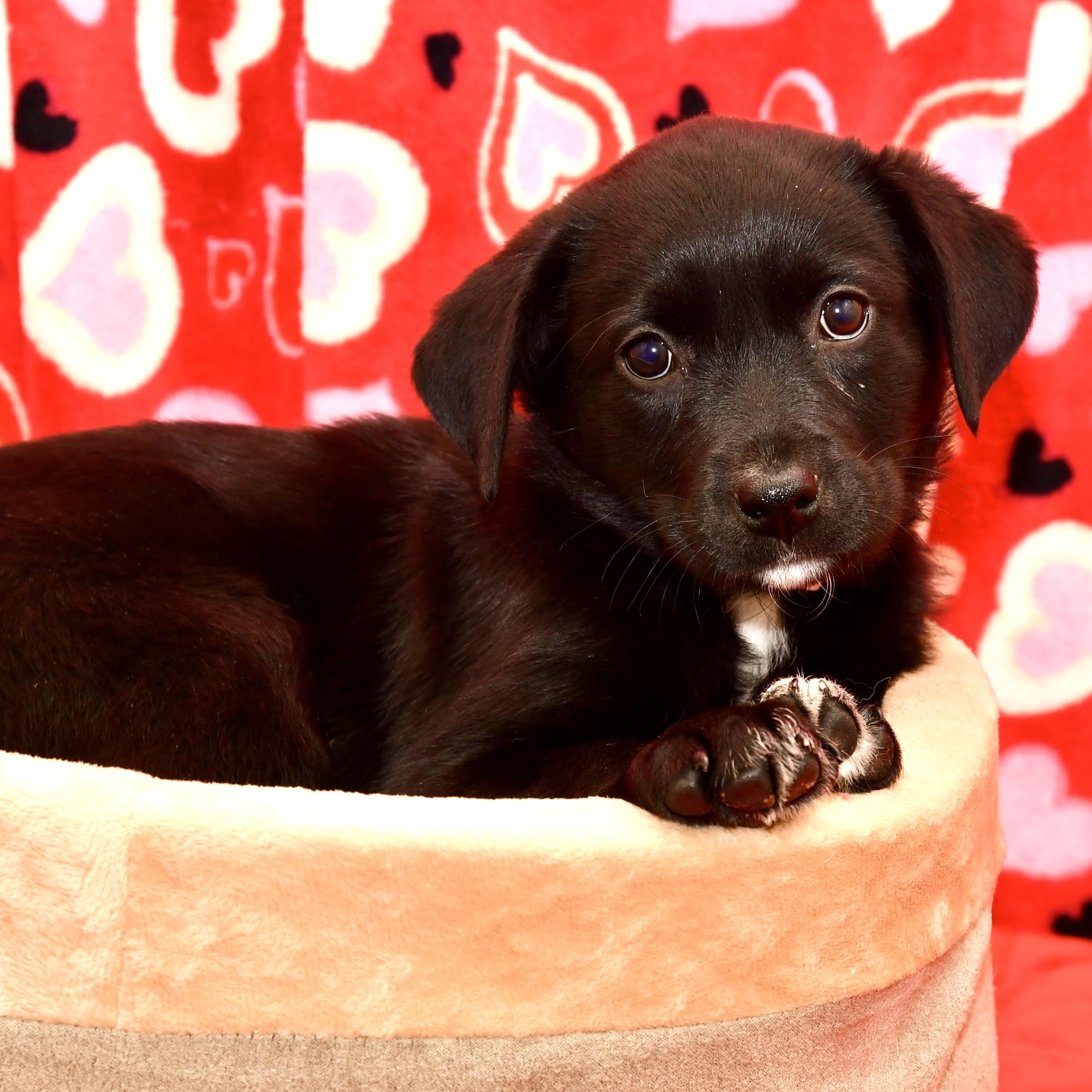 Willow, adoptable, Puppy Female Labrador Retriever & Great Pyrenees.