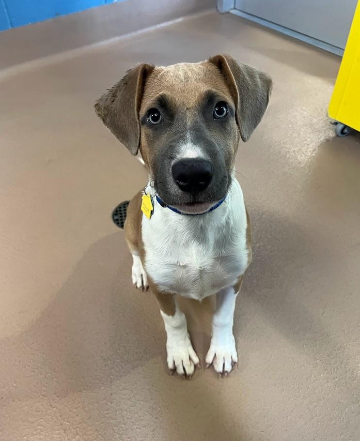 Gentry A212513