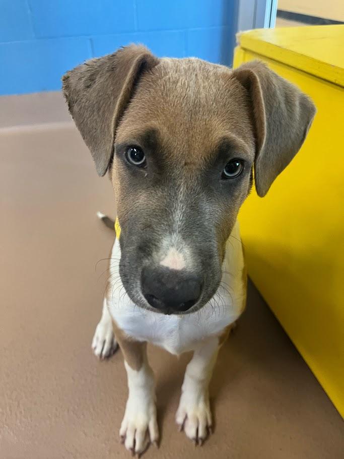 Gentry A212513