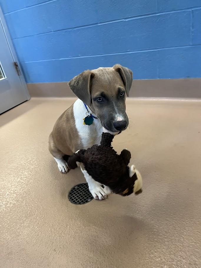 Gentry A212513