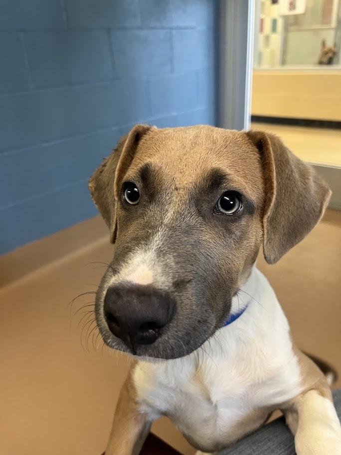 Gentry A212513