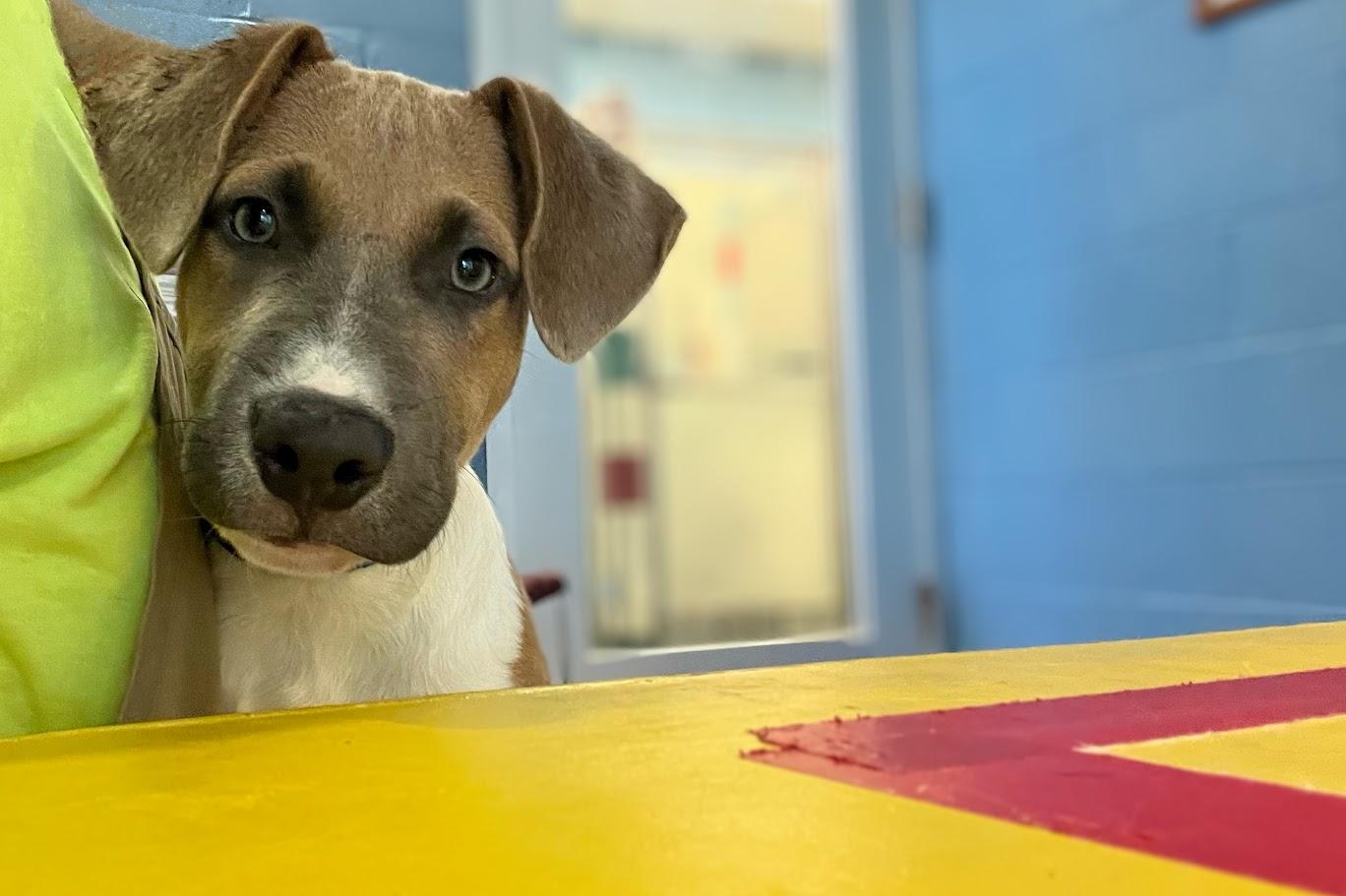 Gentry A212513