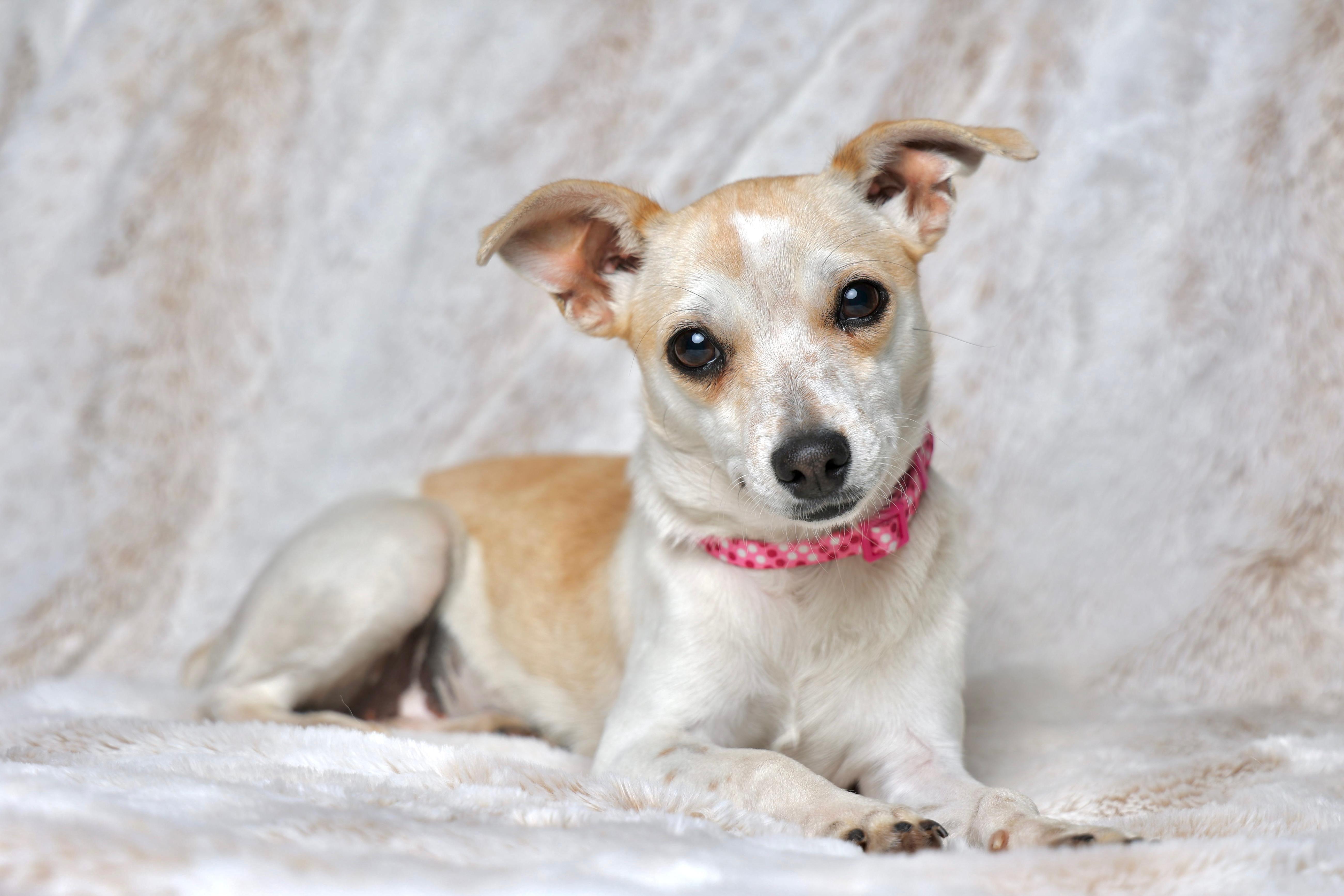 Enlarge Birdie , an adopted mixed breed in Gainesville, VA image 2/6