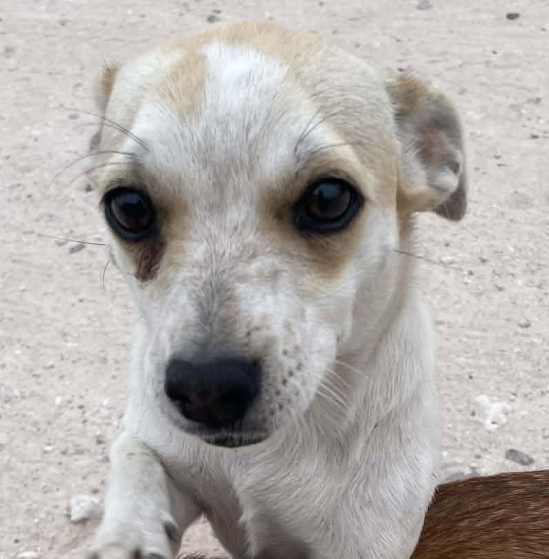 Birdie (Coming Soon), ADOPTABLE, Young Female Chihuahua.