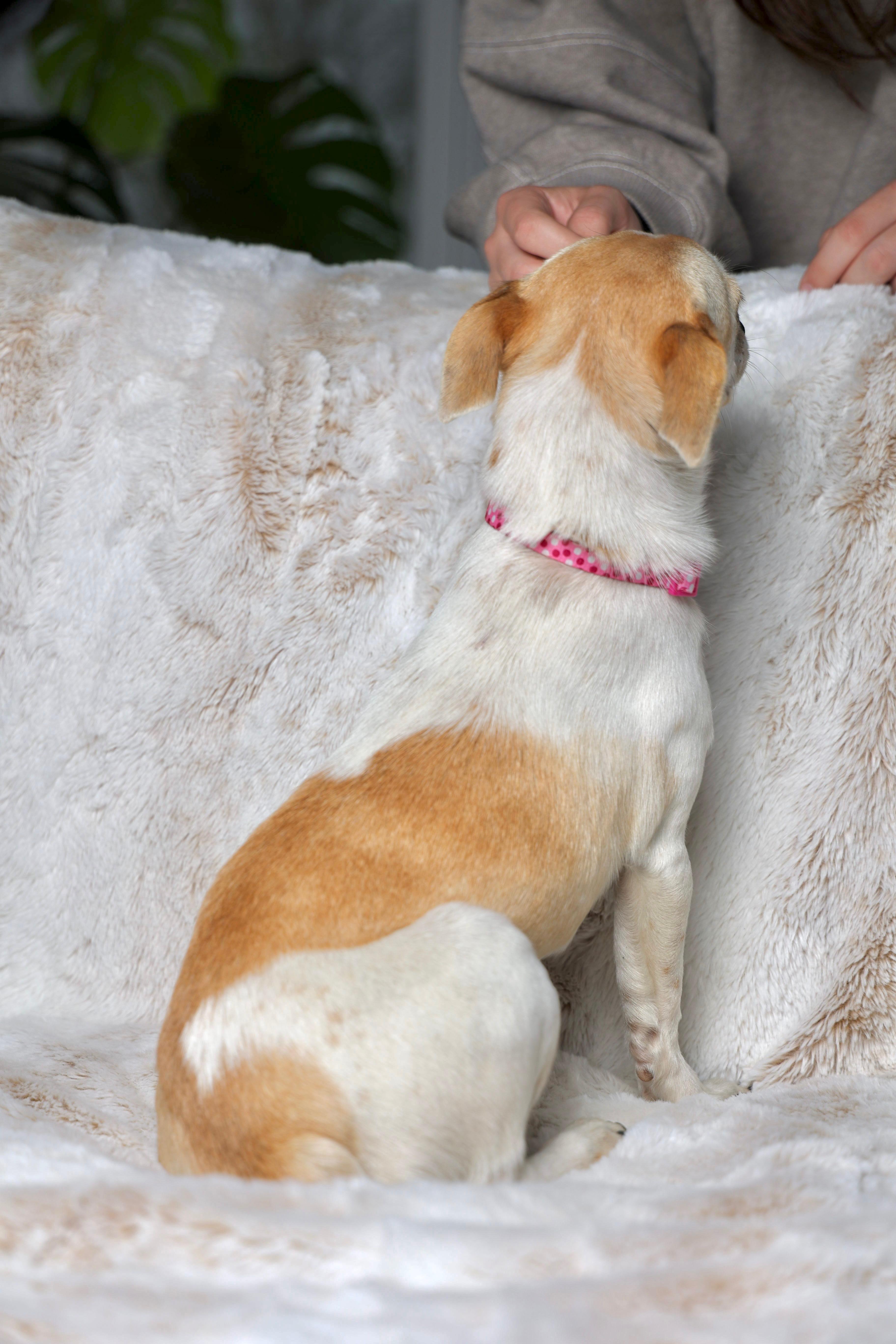 Enlarge Birdie , an adopted mixed breed in Gainesville, VA image 3/6