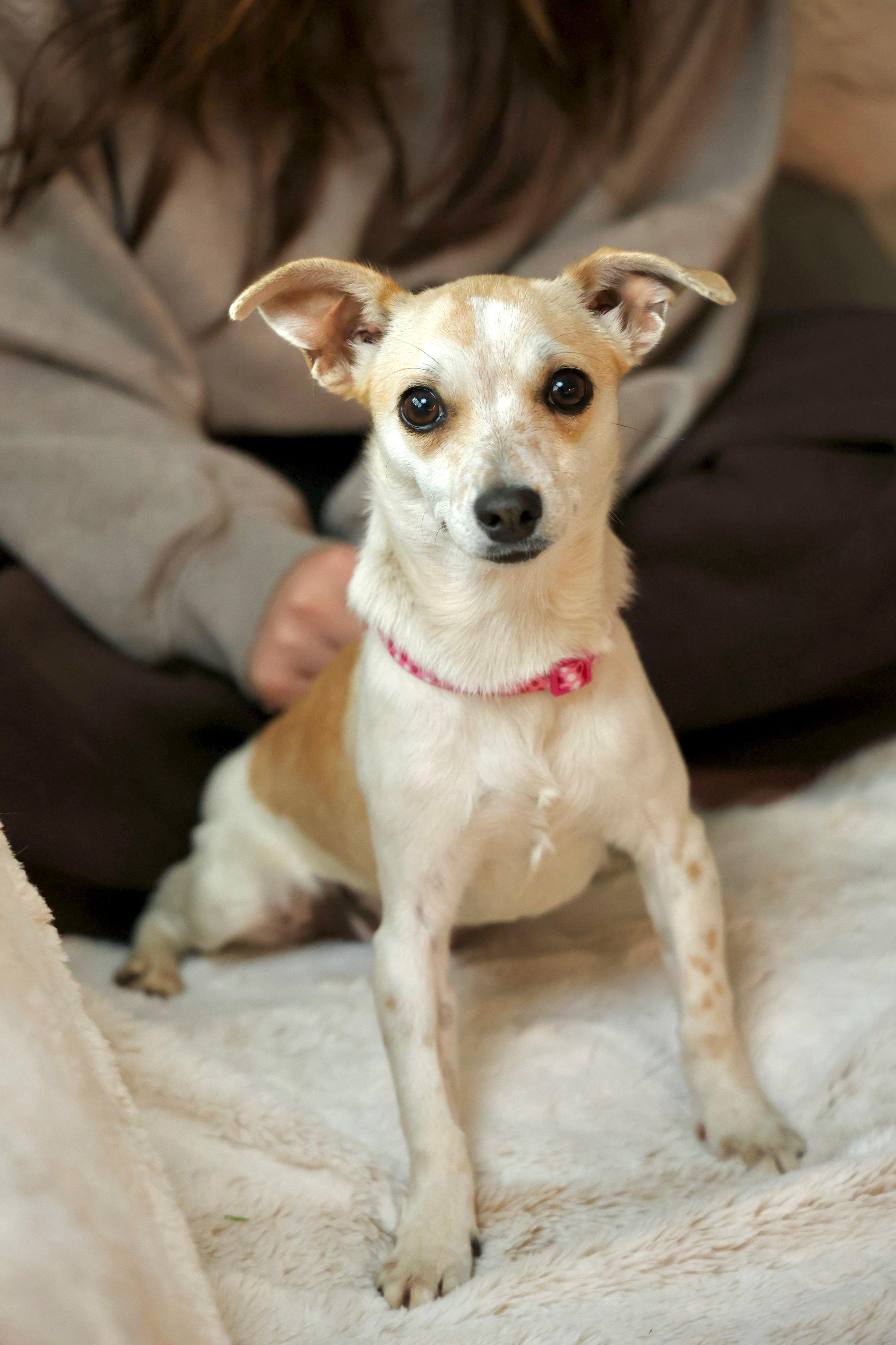 Enlarge Birdie , an adopted mixed breed in Gainesville, VA image 5/6
