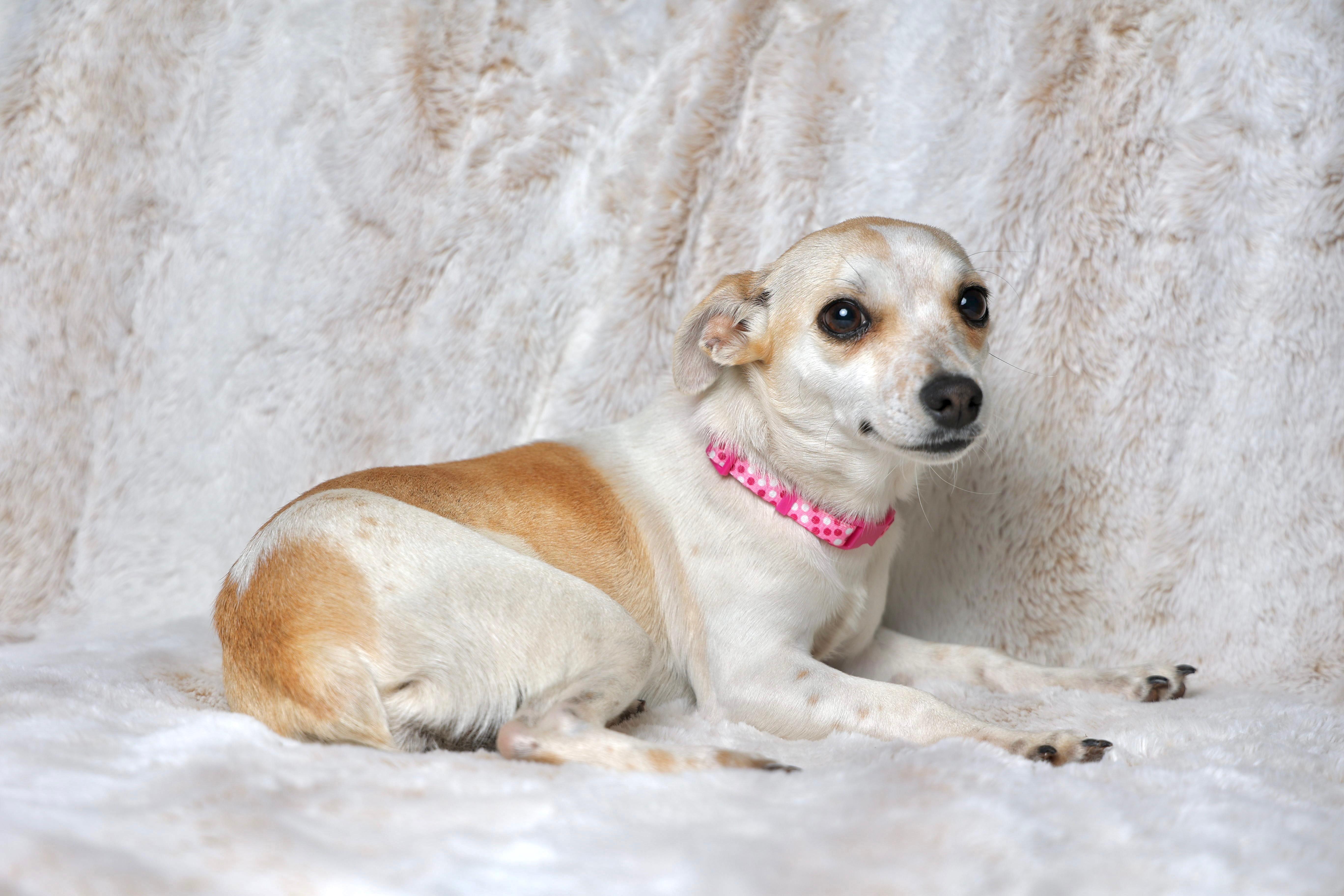 Enlarge Birdie , an adopted mixed breed in Gainesville, VA image 6/6