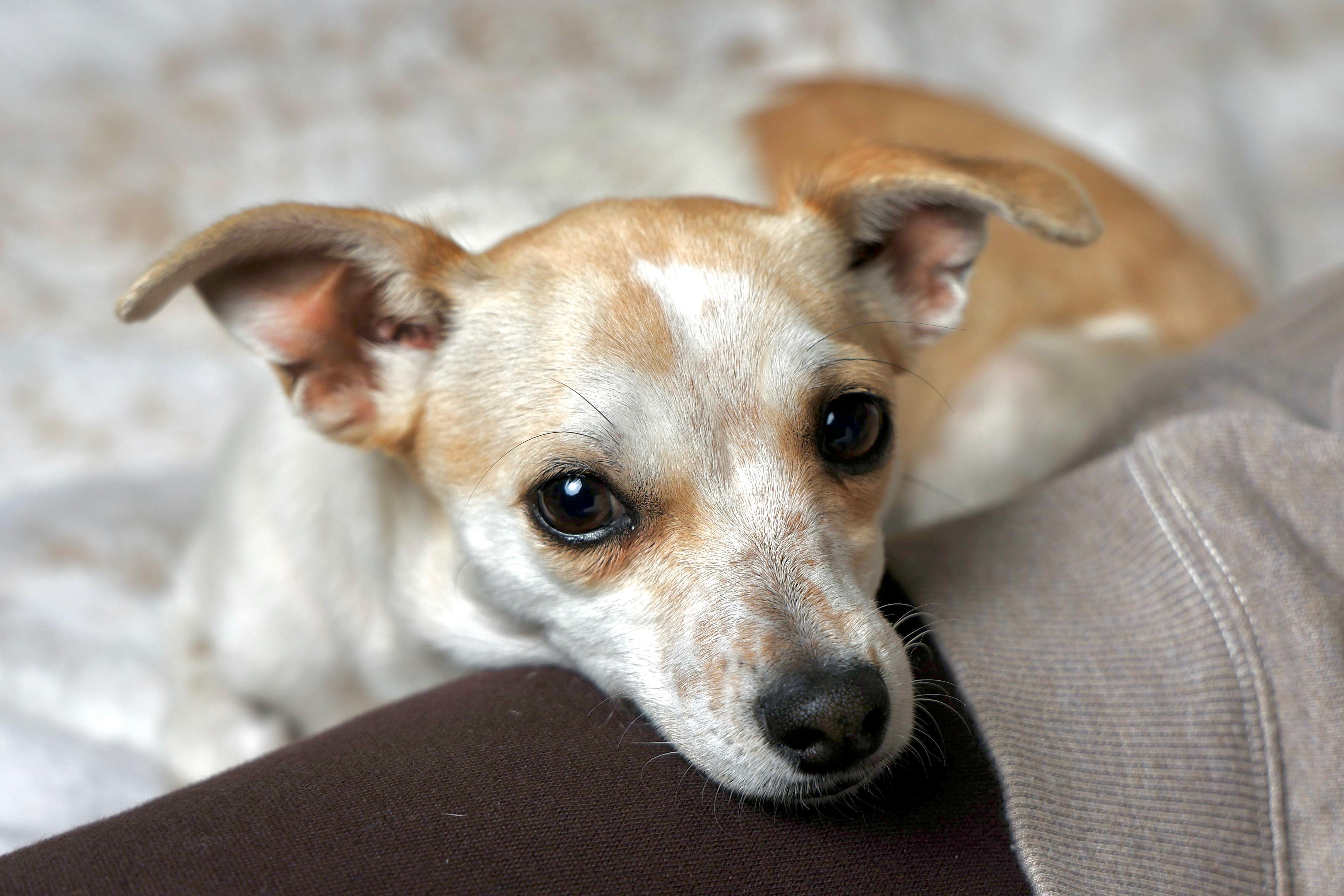 Birdie , adopted, Young Female Chihuahua.