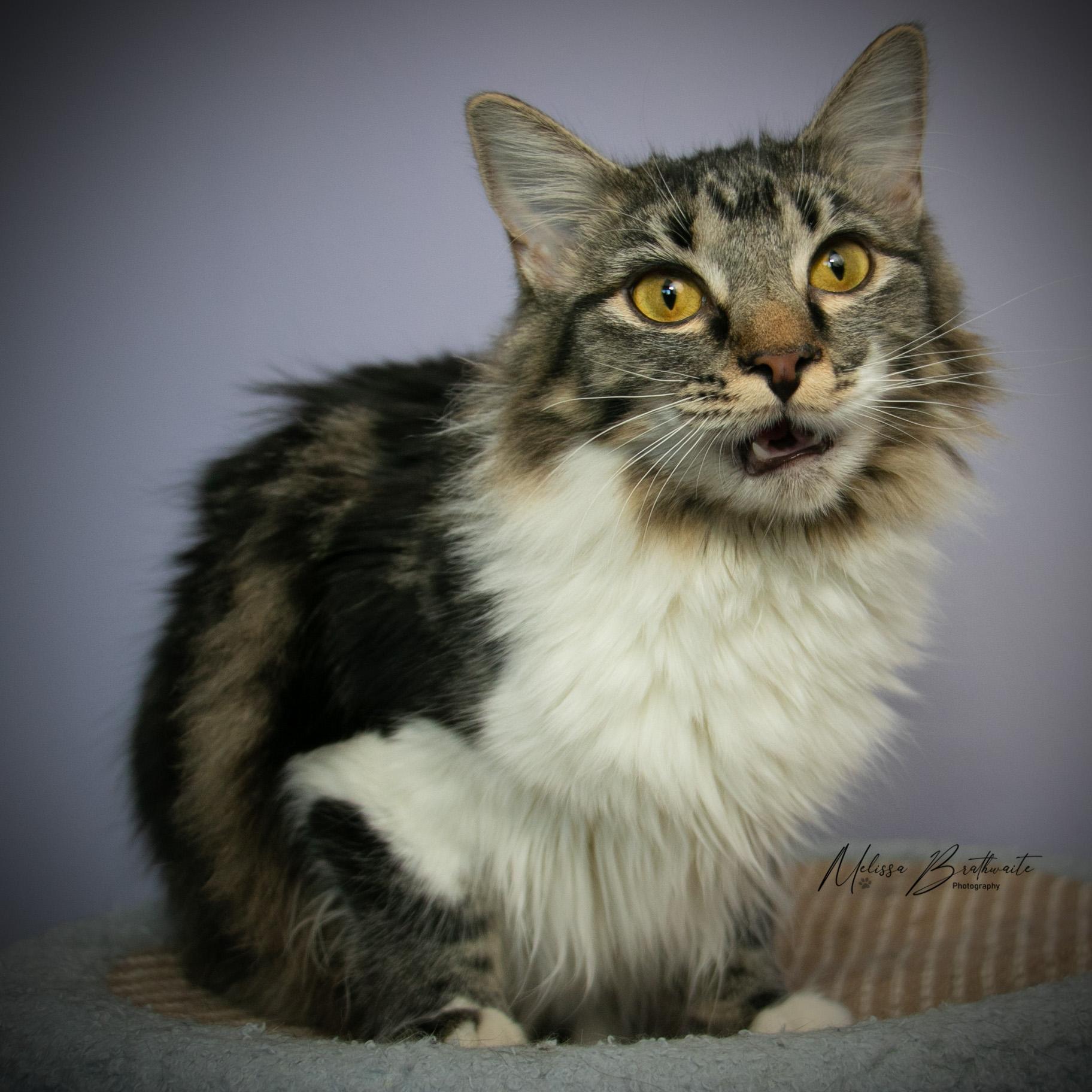 Enlarge Scruffina, a ADOPTABLE Tabby in Calgary, AB image 3/3
