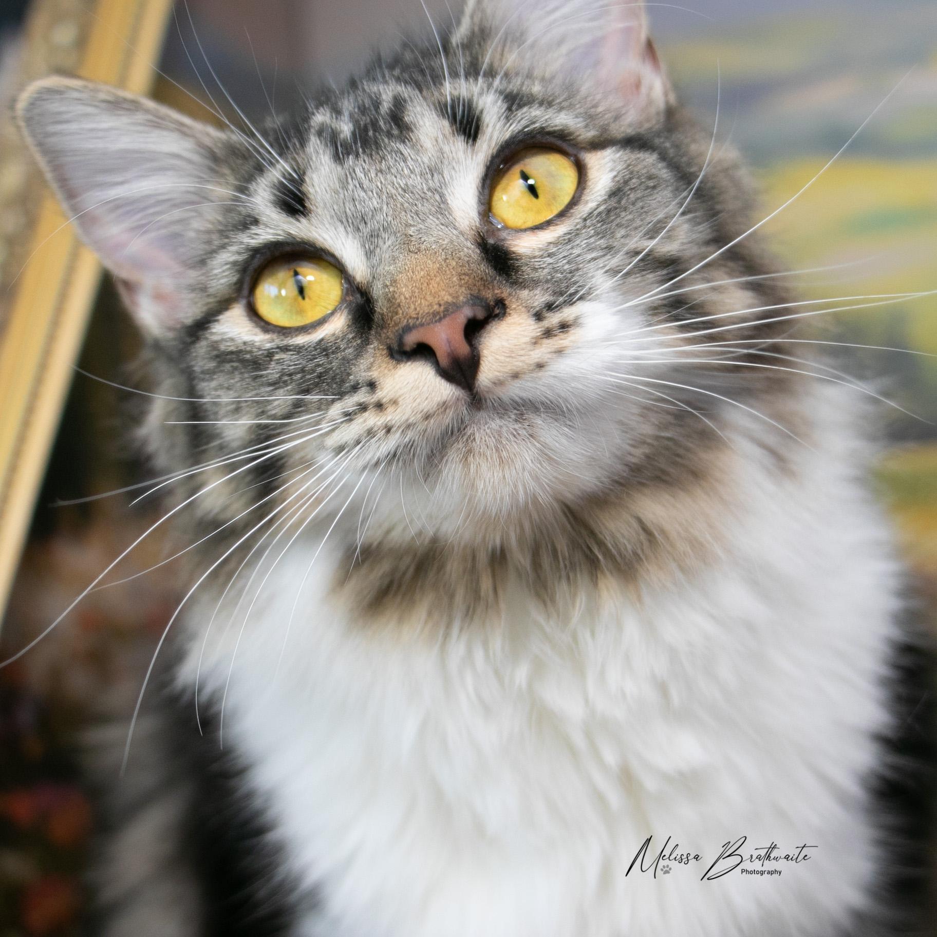 Enlarge Scruffina, a ADOPTABLE Tabby in Calgary, AB image 2/3