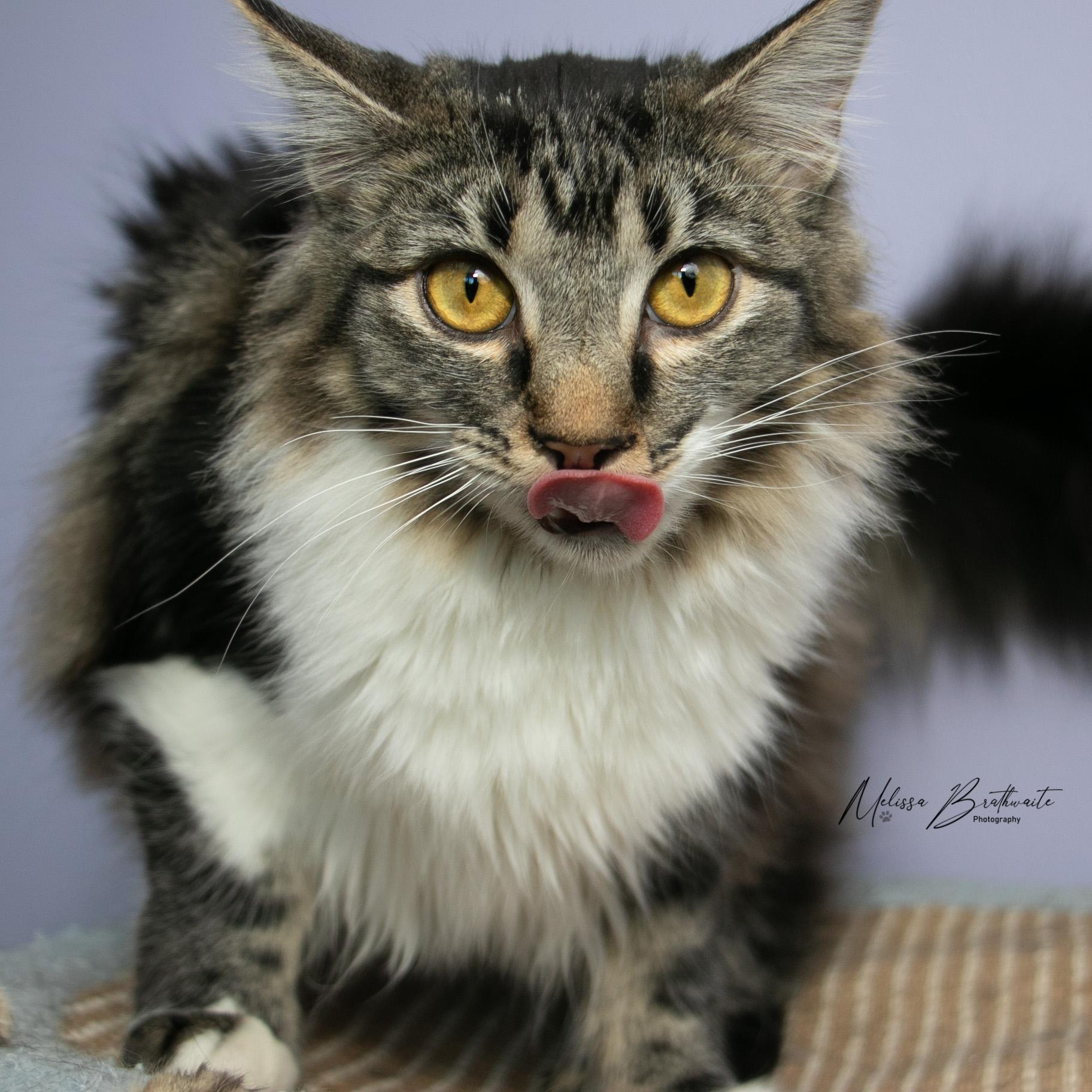 Enlarge Scruffina, a ADOPTABLE Tabby in Calgary, AB image 1/3