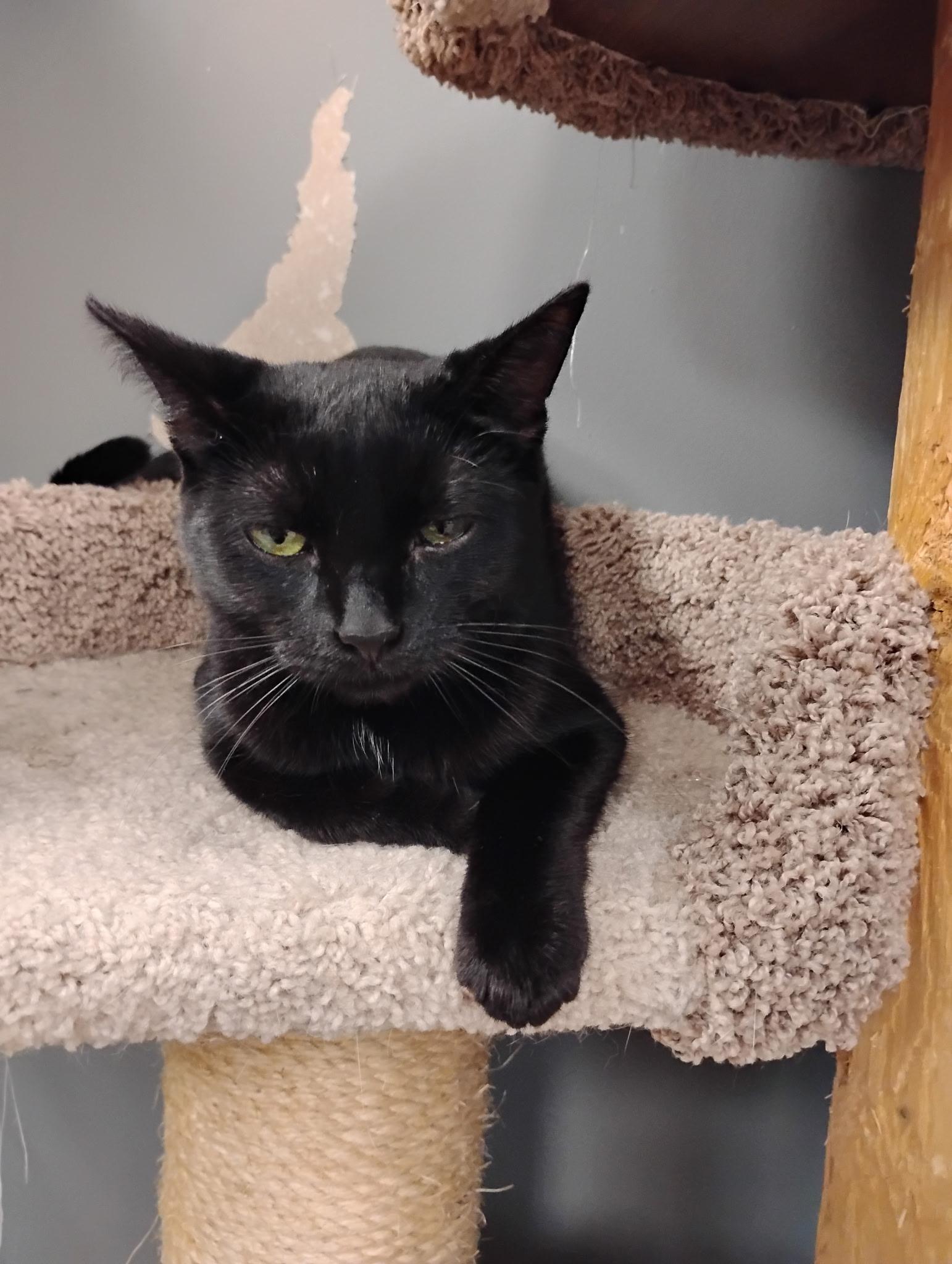 Minnie, a Adoptable Domestic Short Hair in Hamburg, NY image 4/4