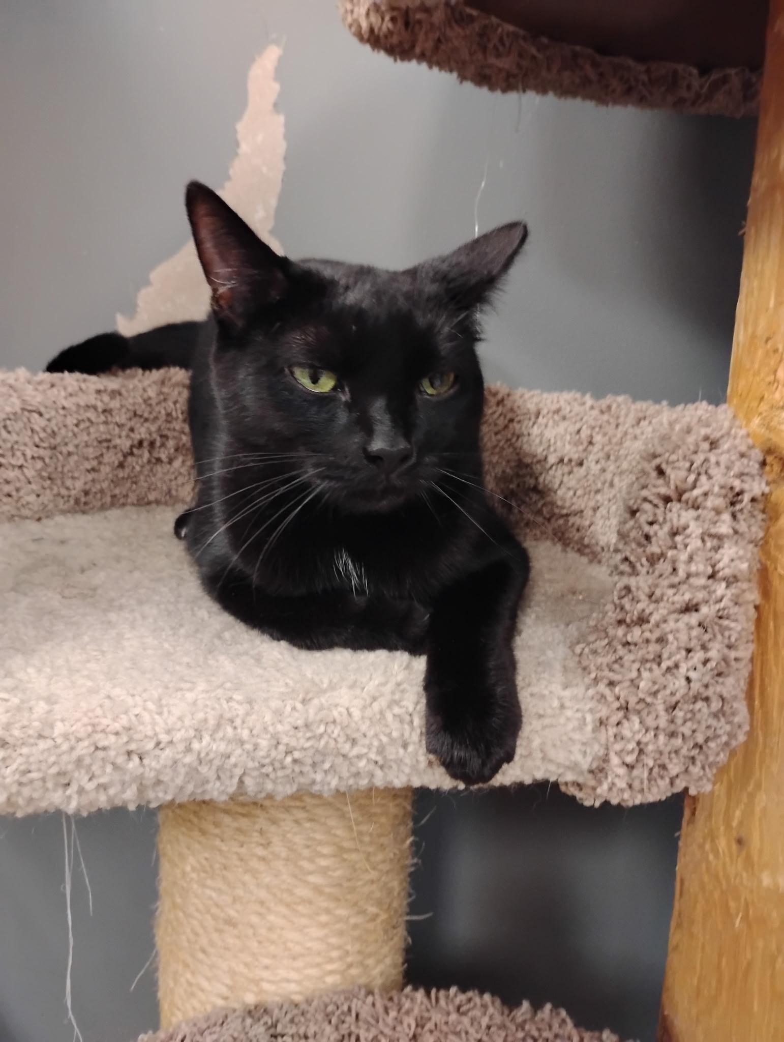 Minnie, adoptable, Young Female Domestic Short Hair.