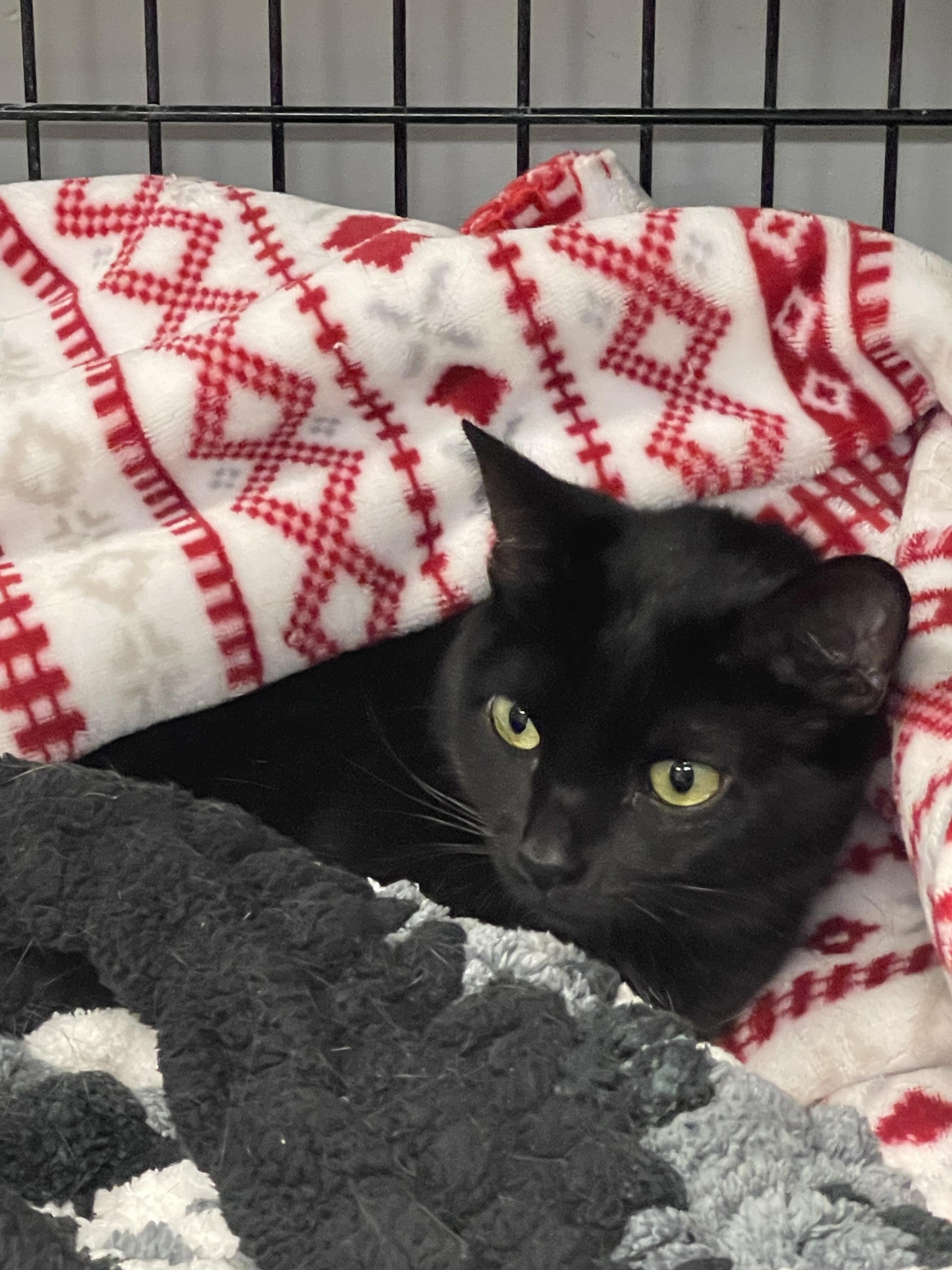 Minnie, an adoptable Domestic Short Hair in Hamburg, NY image 3/5