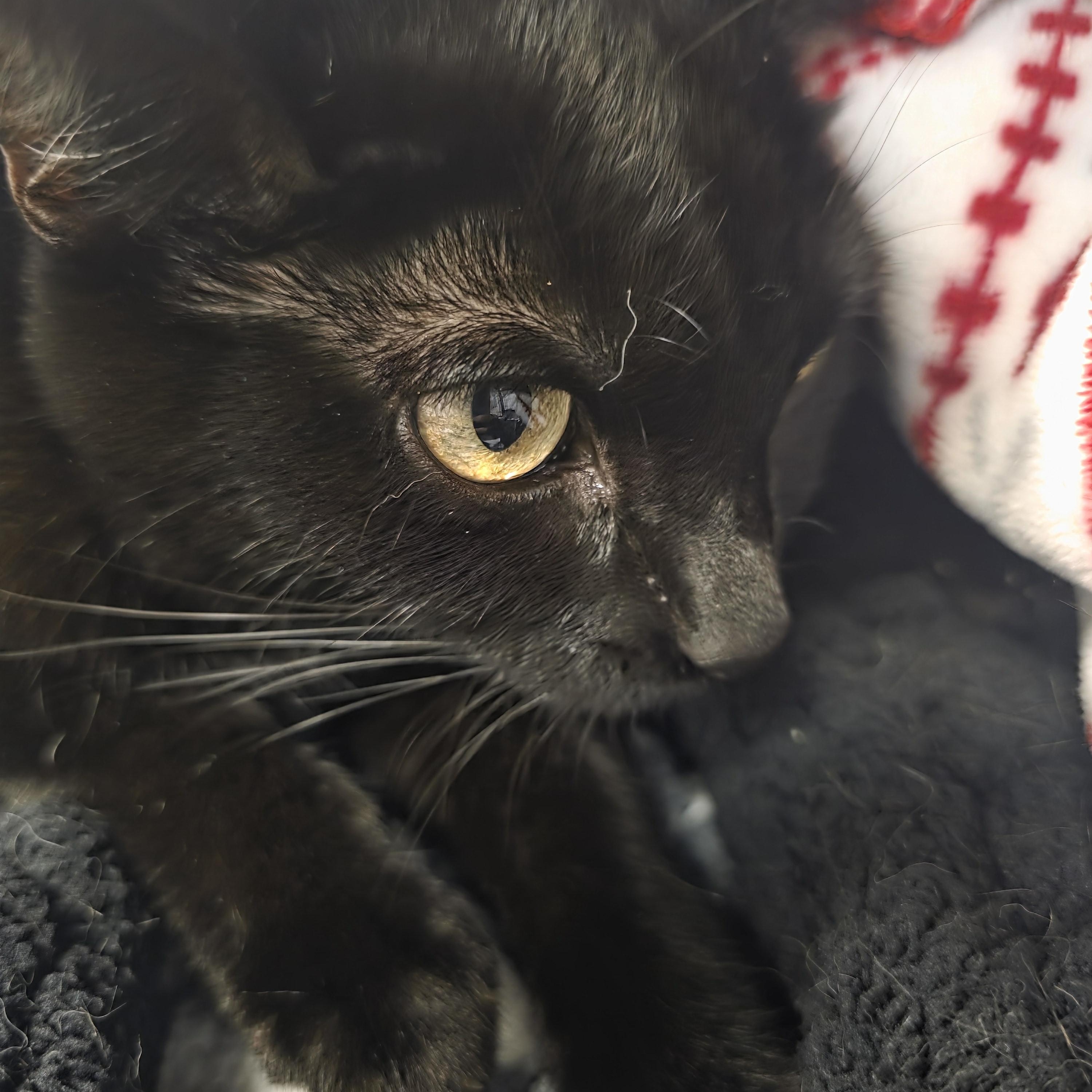 Minnie, an adoptable Domestic Short Hair in Hamburg, NY image 4/5