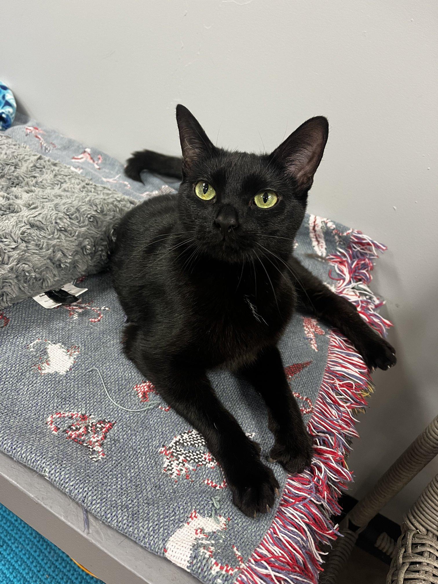 Minnie, an adoptable Domestic Short Hair in Hamburg, NY image 5/5