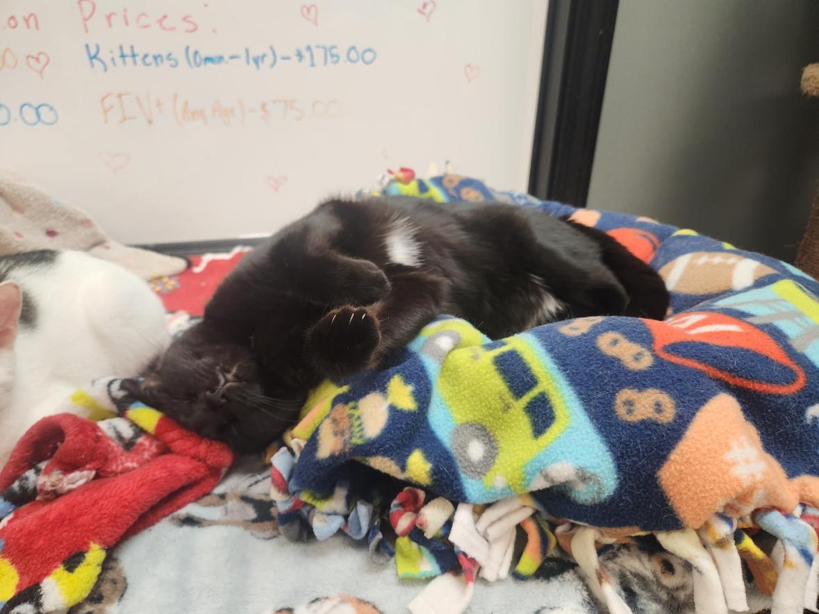 Minnie, a Adoptable Domestic Short Hair in Hamburg, NY image 1/4