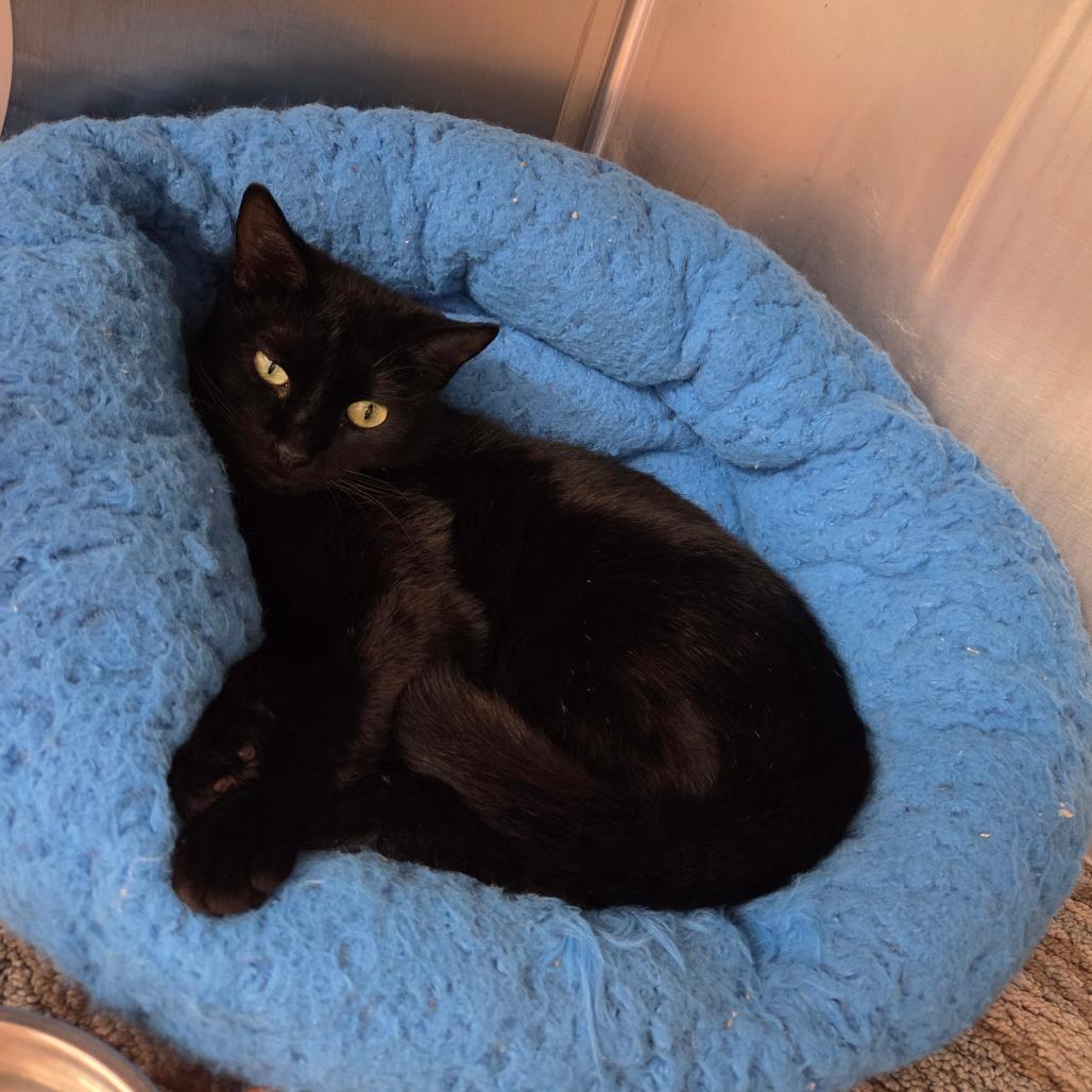 Enlarge Sky, a Adoptable Domestic Short Hair in Port Charlotte, FL image 1/3