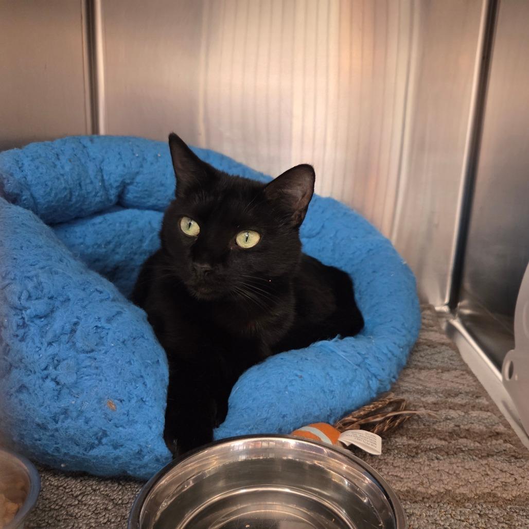Enlarge Sky, a Adoptable Domestic Short Hair in Port Charlotte, FL image 2/3