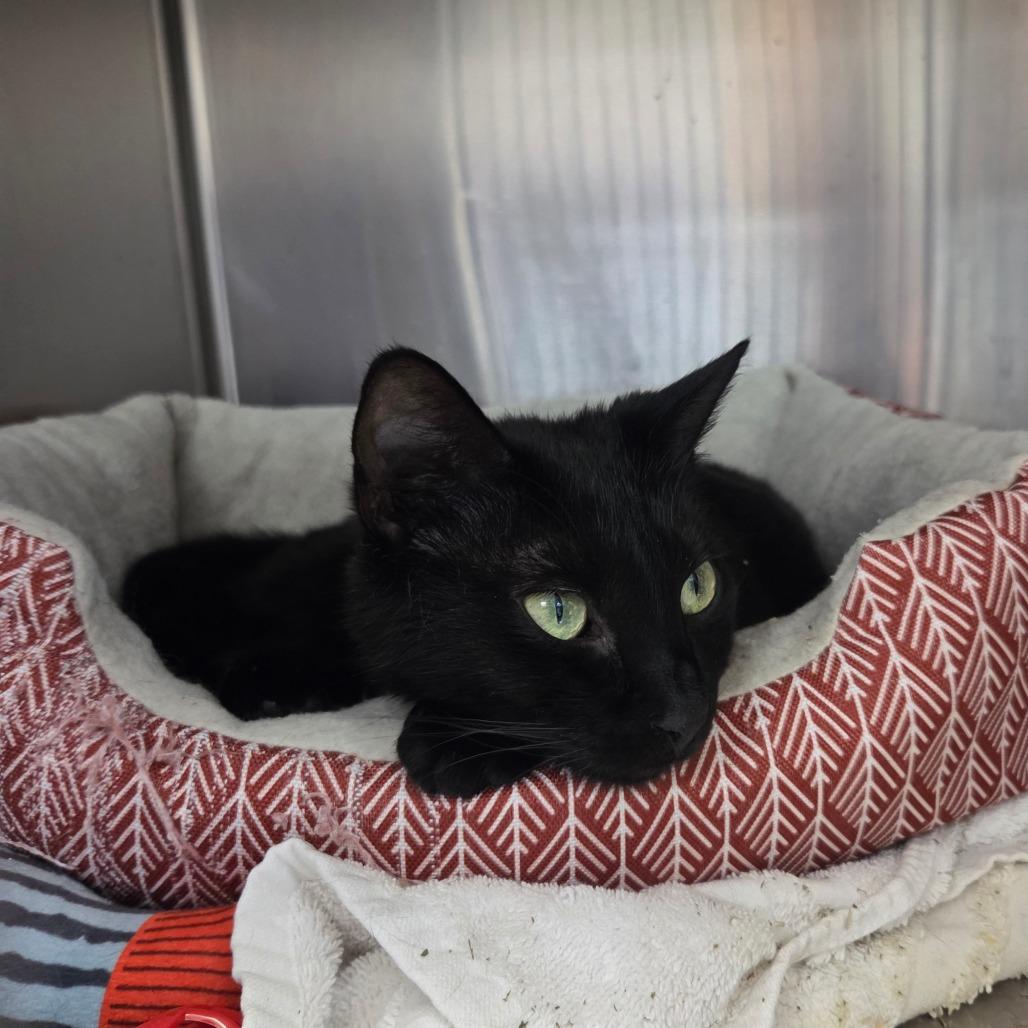 Enlarge Sky, a Adoptable Domestic Short Hair in Port Charlotte, FL image 3/3