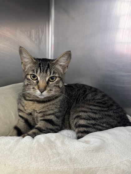 Enlarge Bibi, a Adoptable Domestic Short Hair in Roseville, CA image 1/3