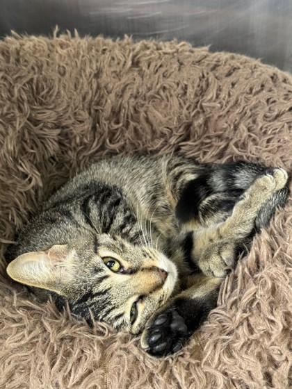 Enlarge Bibi, a Adoptable Domestic Short Hair in Roseville, CA image 2/3