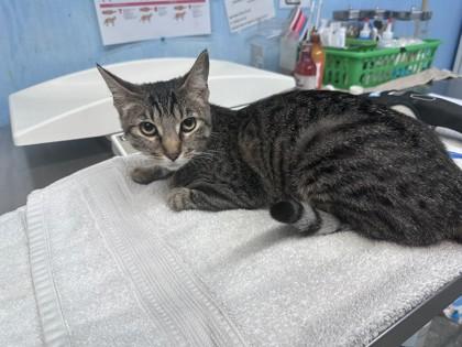 Enlarge Bibi, a Adoptable Domestic Short Hair in Roseville, CA image 3/3
