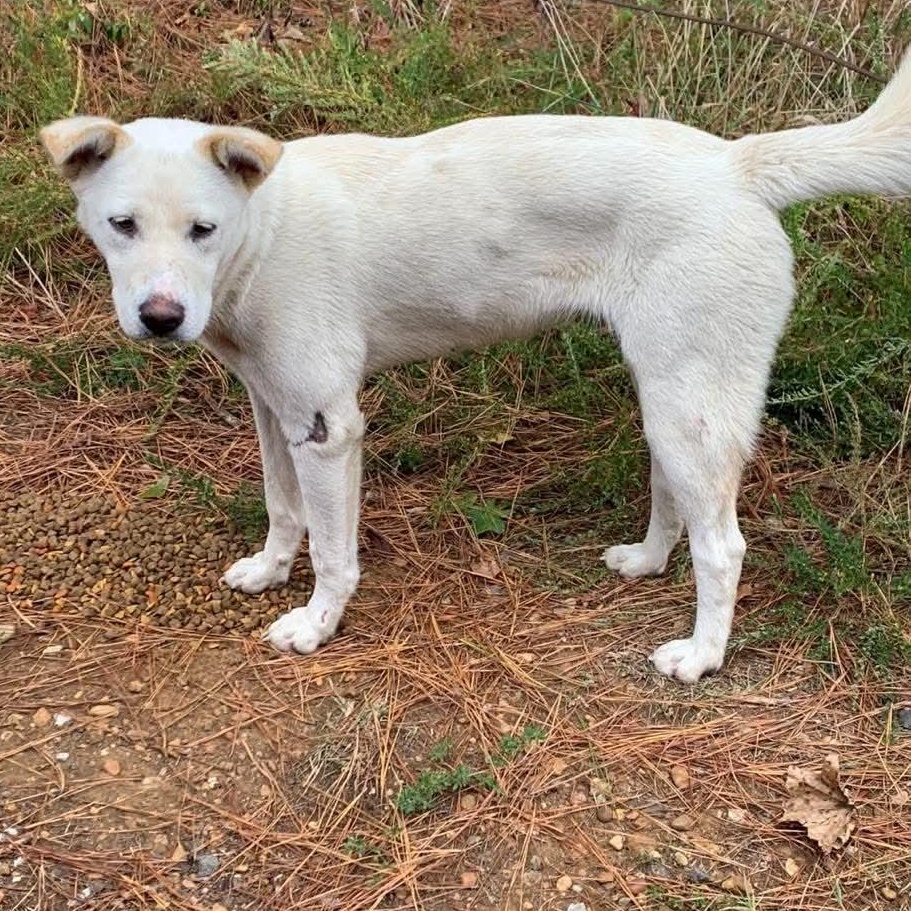 Enlarge Lacy, a Adoptable mixed breed in West Hartford, CT image 2/6