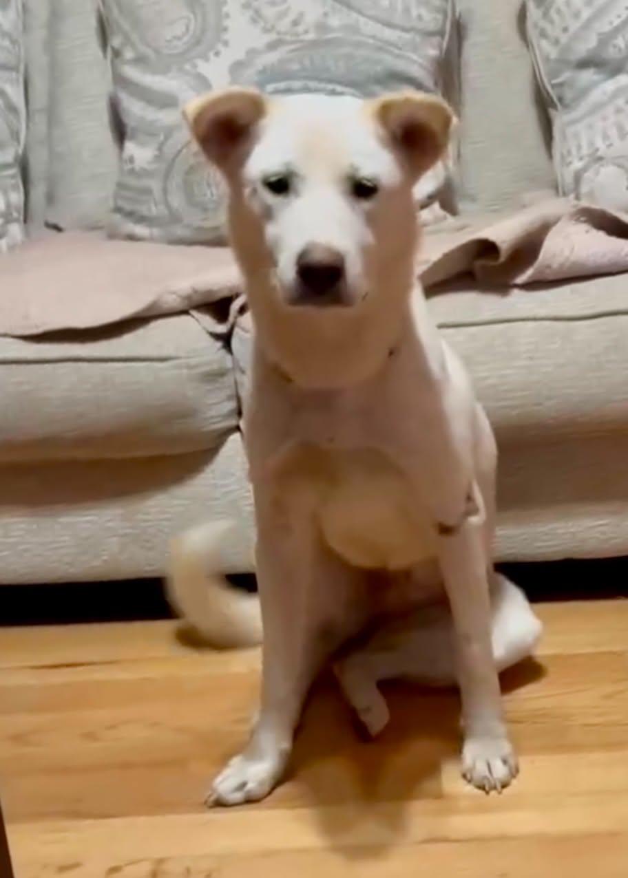Lacy, Adoptable, Young Female White German Shepherd & Labrador Retriever.