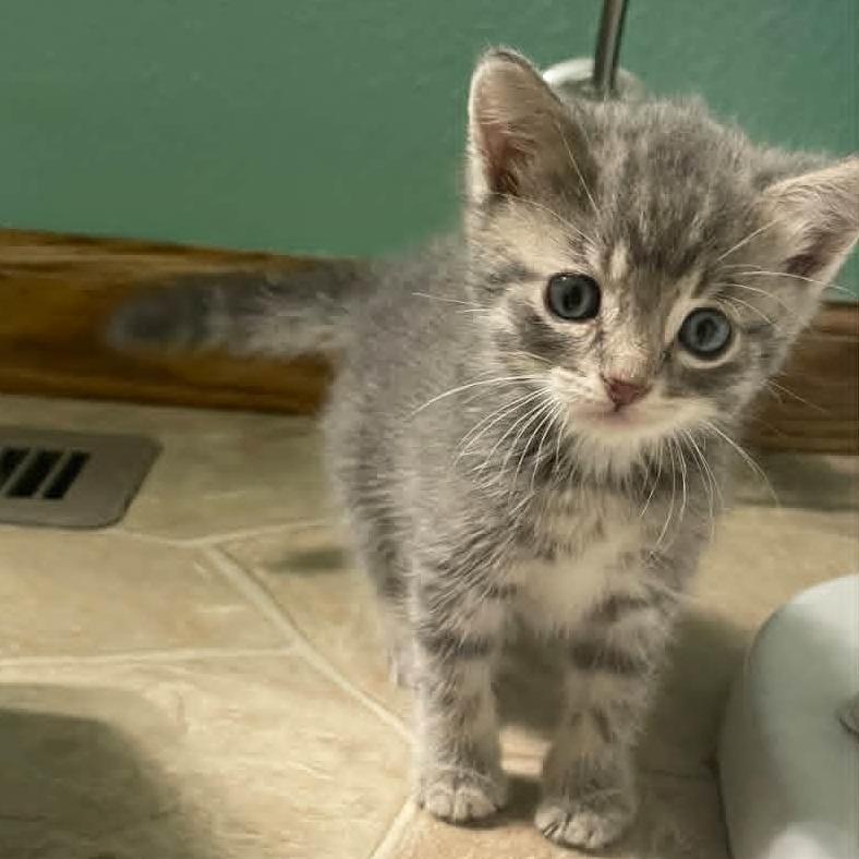Belle, Adoptable, Kitten Female Domestic Short Hair & Domestic Short Hair.