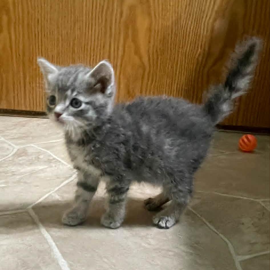 Enlarge Belle, a Adoptable mixed breed in Alma, WI image 2/2