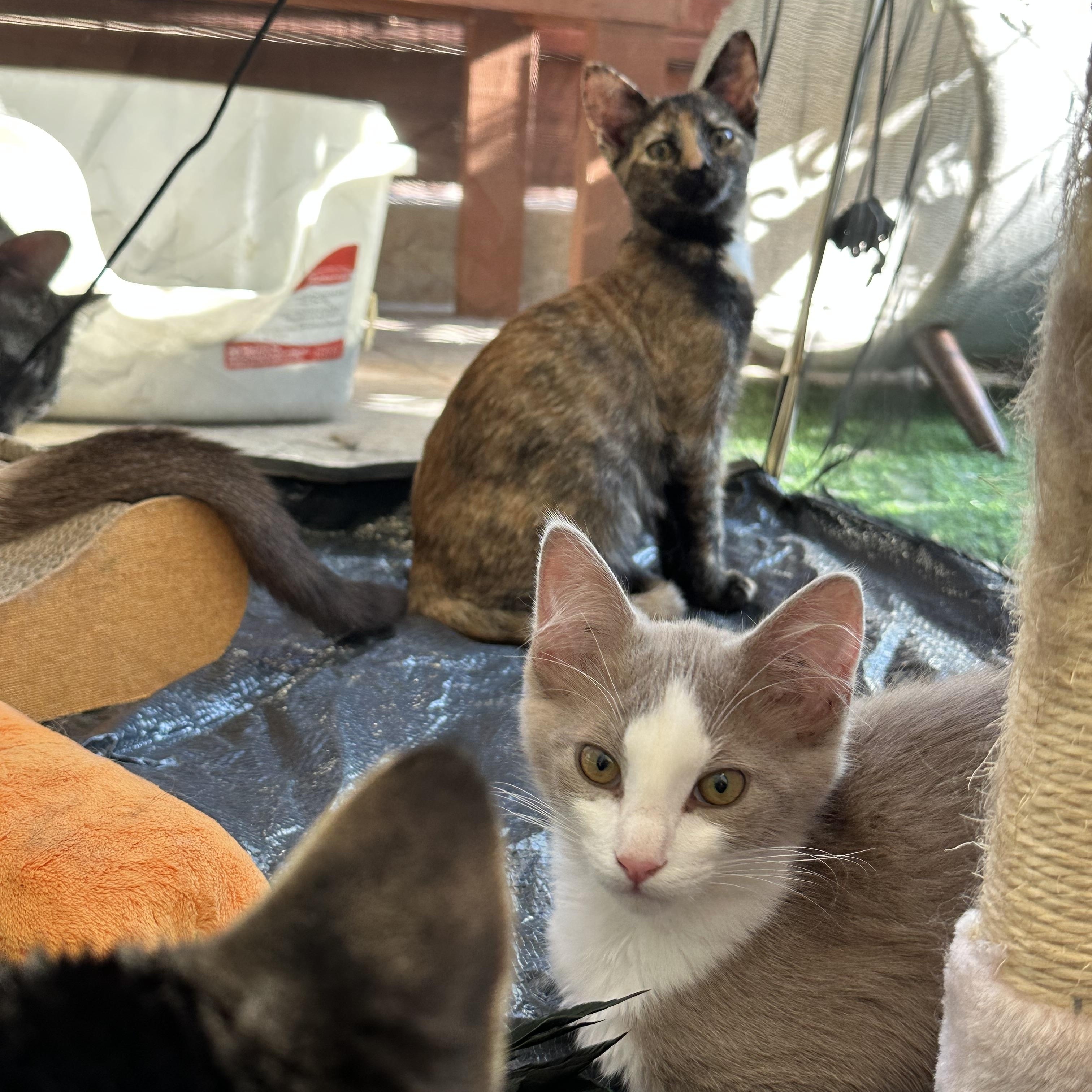 Enlarge Autumn (from the coffee litter), a Adoptable Tortoiseshell in Sacramento, CA image 4/6