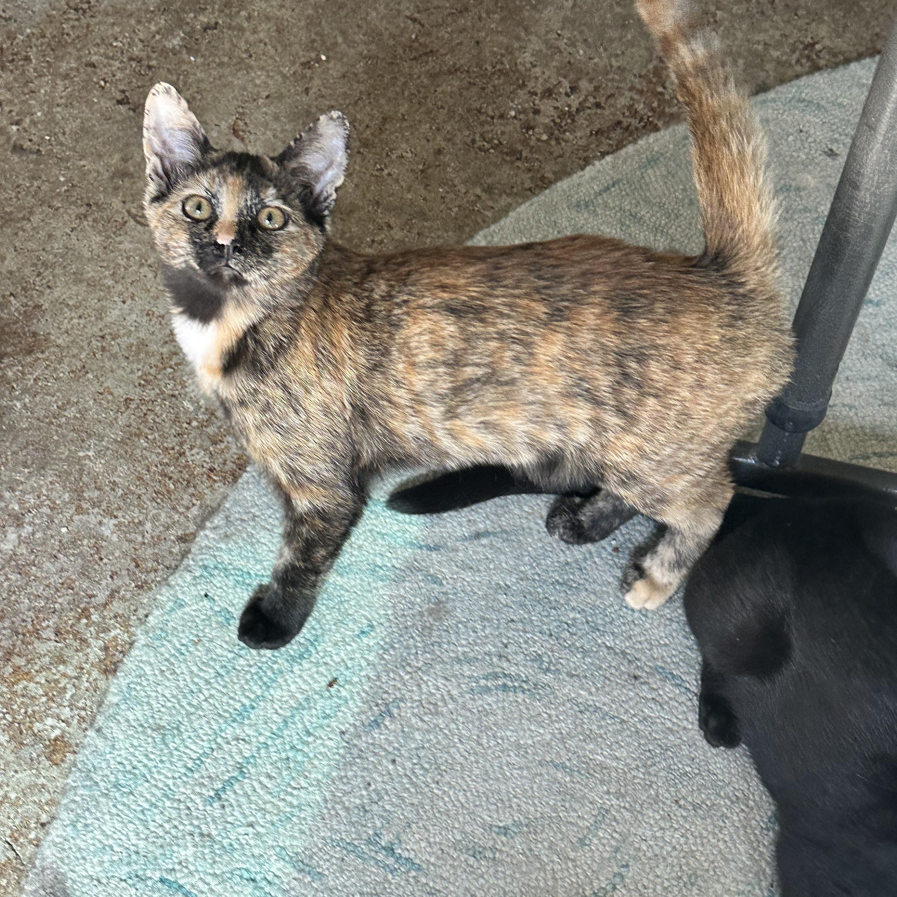 Enlarge Autumn (from the coffee litter), a Adoptable Tortoiseshell in Sacramento, CA image 3/6