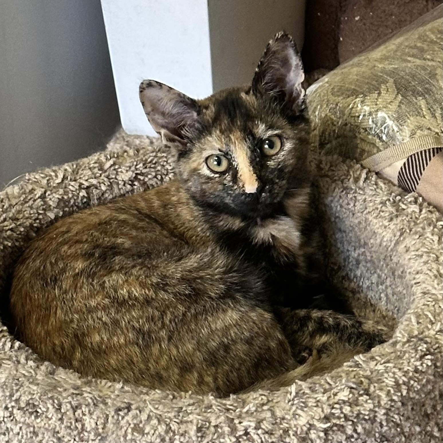 Autumn (from the coffee litter), Adoptable, Kitten Female Tortoiseshell.
