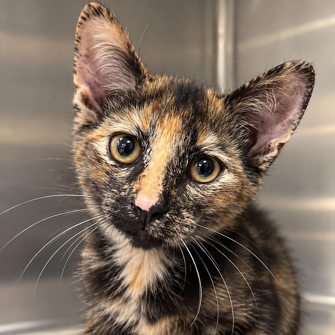 Enlarge Autumn (from the coffee litter), a Adoptable Tortoiseshell in Sacramento, CA image 2/6