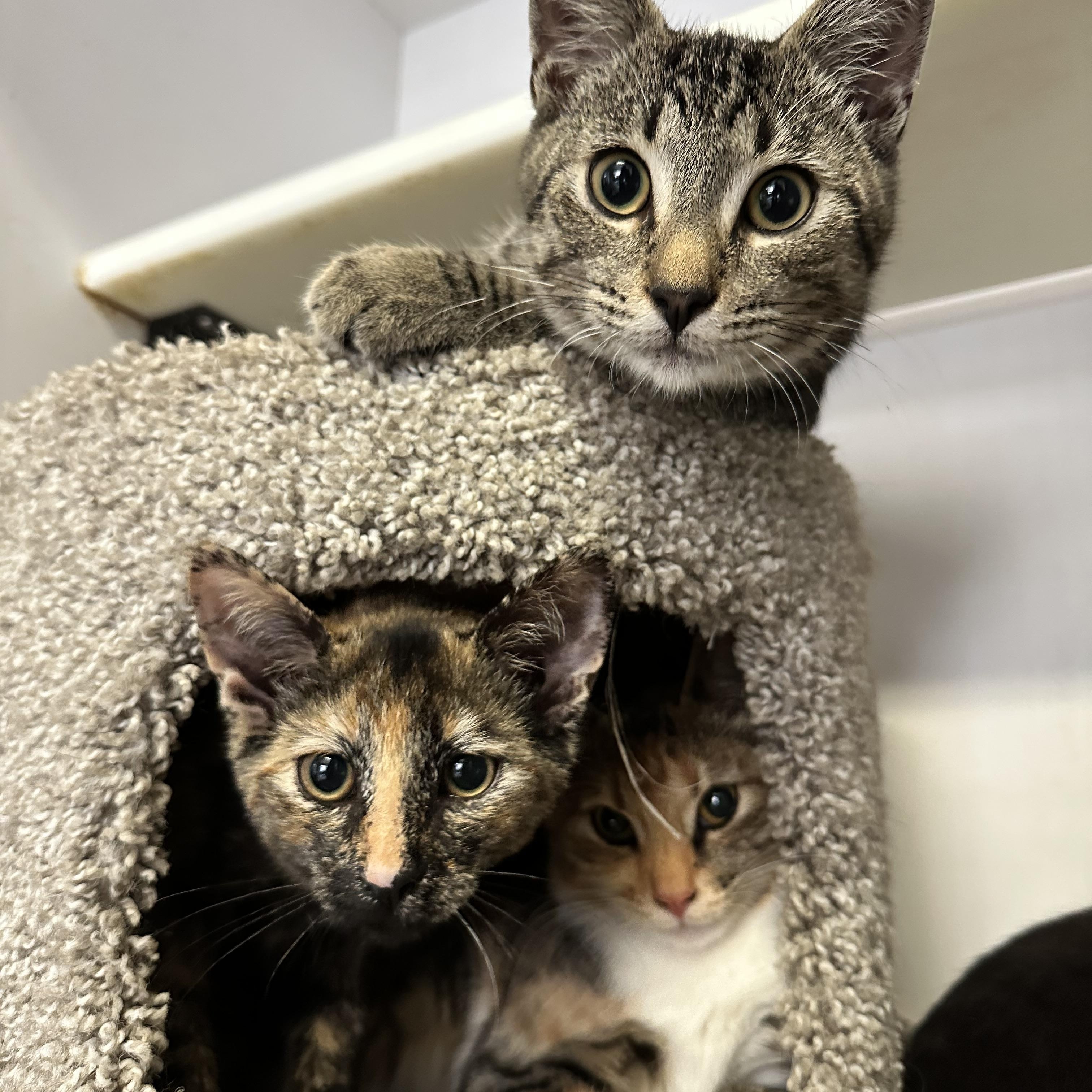 Enlarge Autumn (from the coffee litter), a Adoptable Tortoiseshell in Sacramento, CA image 5/6
