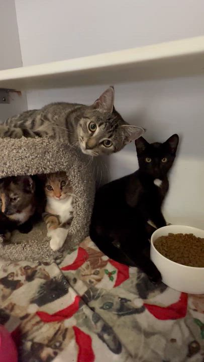 Enlarge Autumn (from the coffee litter), a Adoptable Tortoiseshell in Sacramento, CA video 6/6
