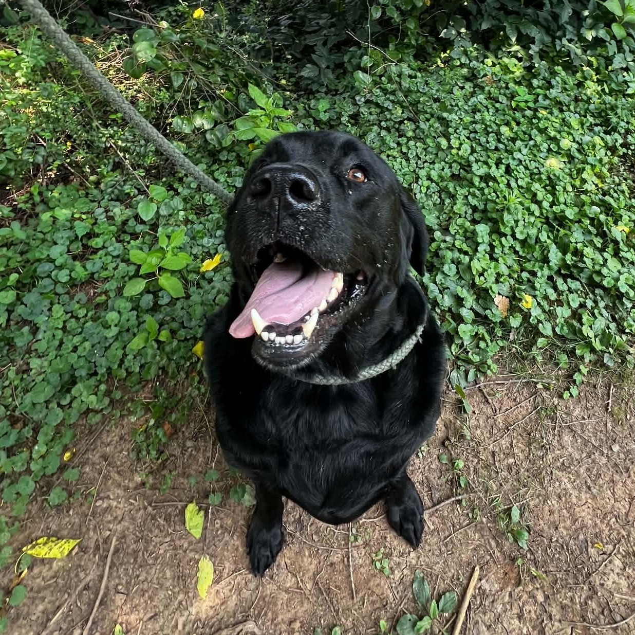 Waylon, ADOPTABLE, Adult Male Black Labrador Retriever.