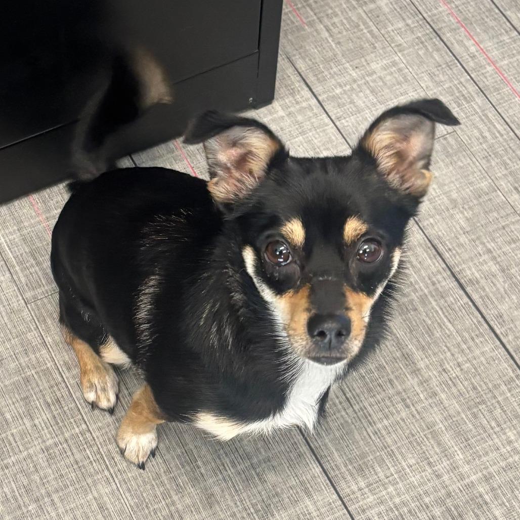 Sassy, Adoptable, Adult Female Miniature Pinscher.