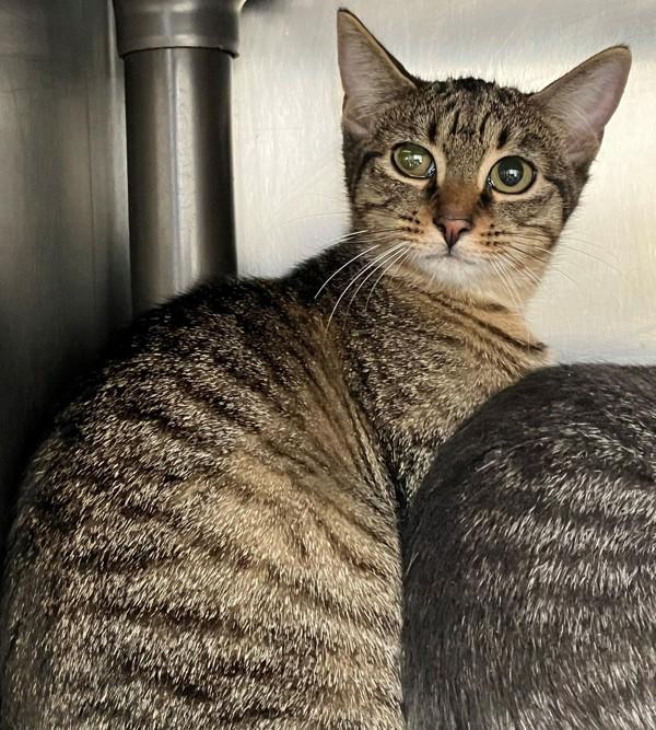 Zee, Adoptable, Young Female Domestic Short Hair.