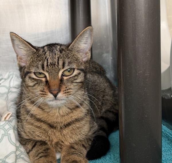 Zee, a Adoptable mixed breed in Staten Island, NY image 1/3