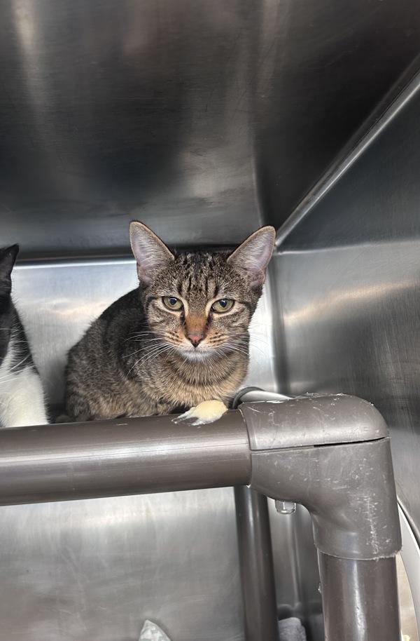 Zee, a Adoptable mixed breed in Staten Island, NY image 3/3