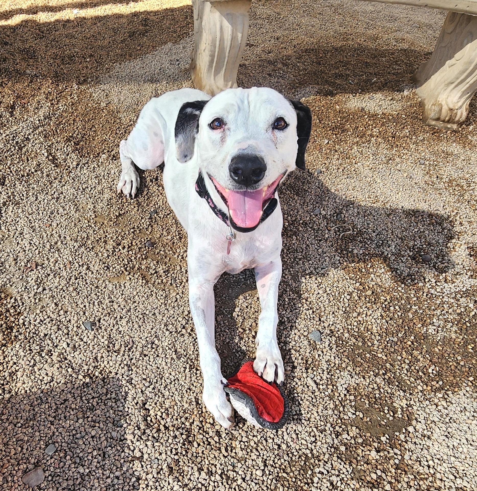 Sweetie, Adoptable, Senior Female Pointer.