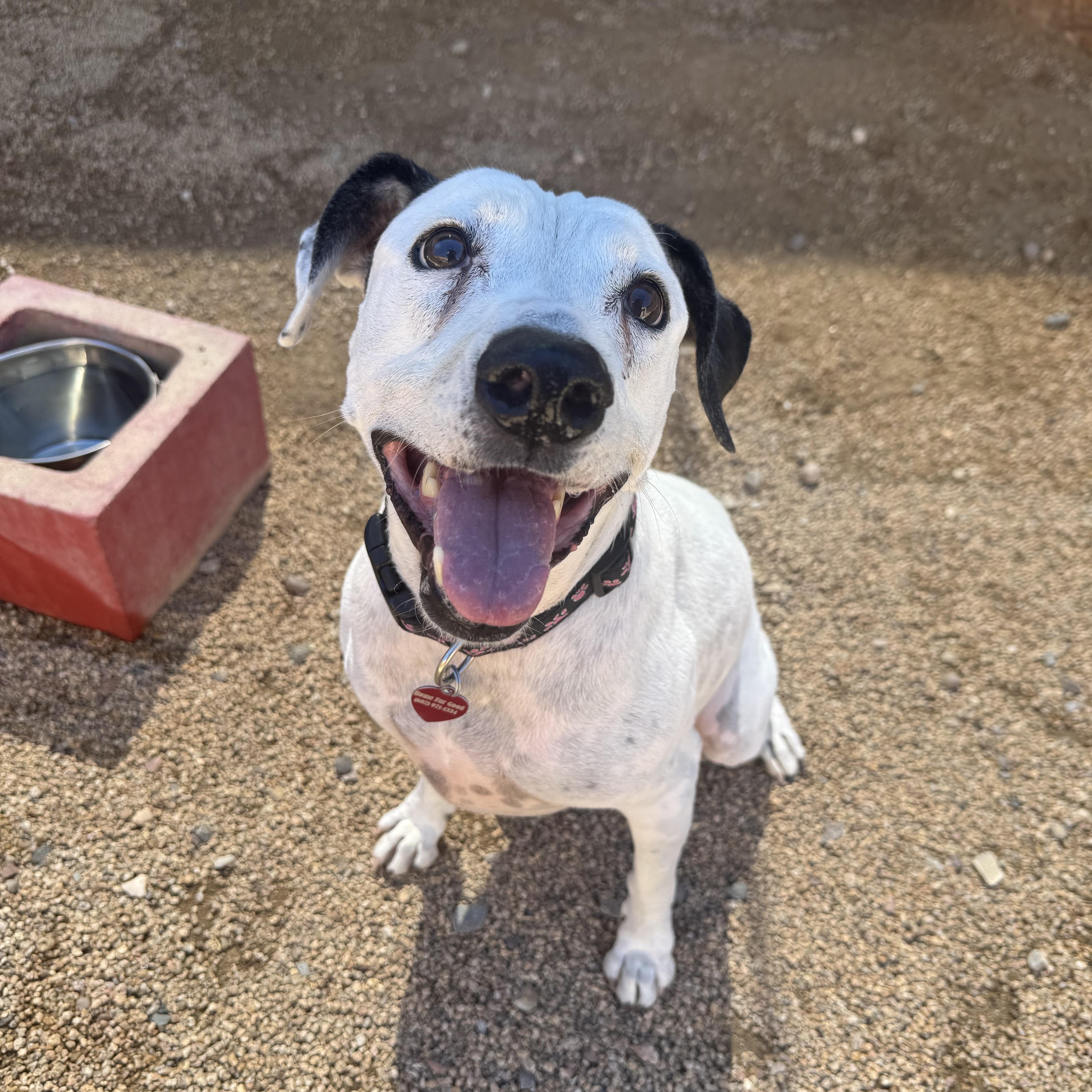 Enlarge Sweetie, a Adoptable mixed breed in Phoenix, AZ image 2/6