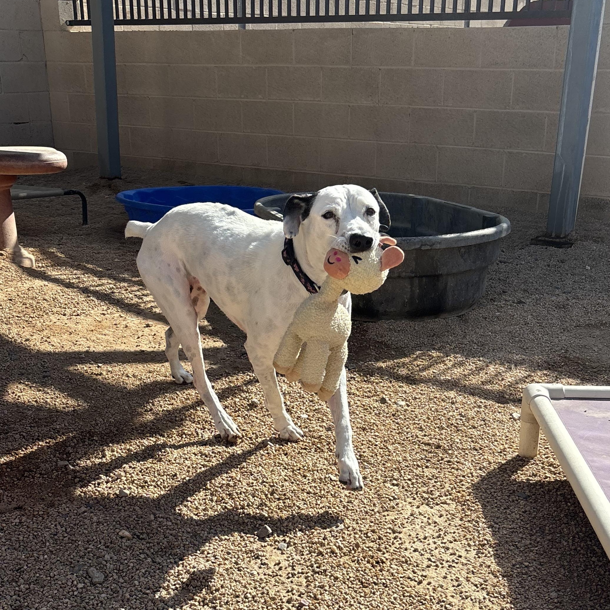 Enlarge Sweetie, a ADOPTABLE mixed breed in Phoenix, AZ image 4/4