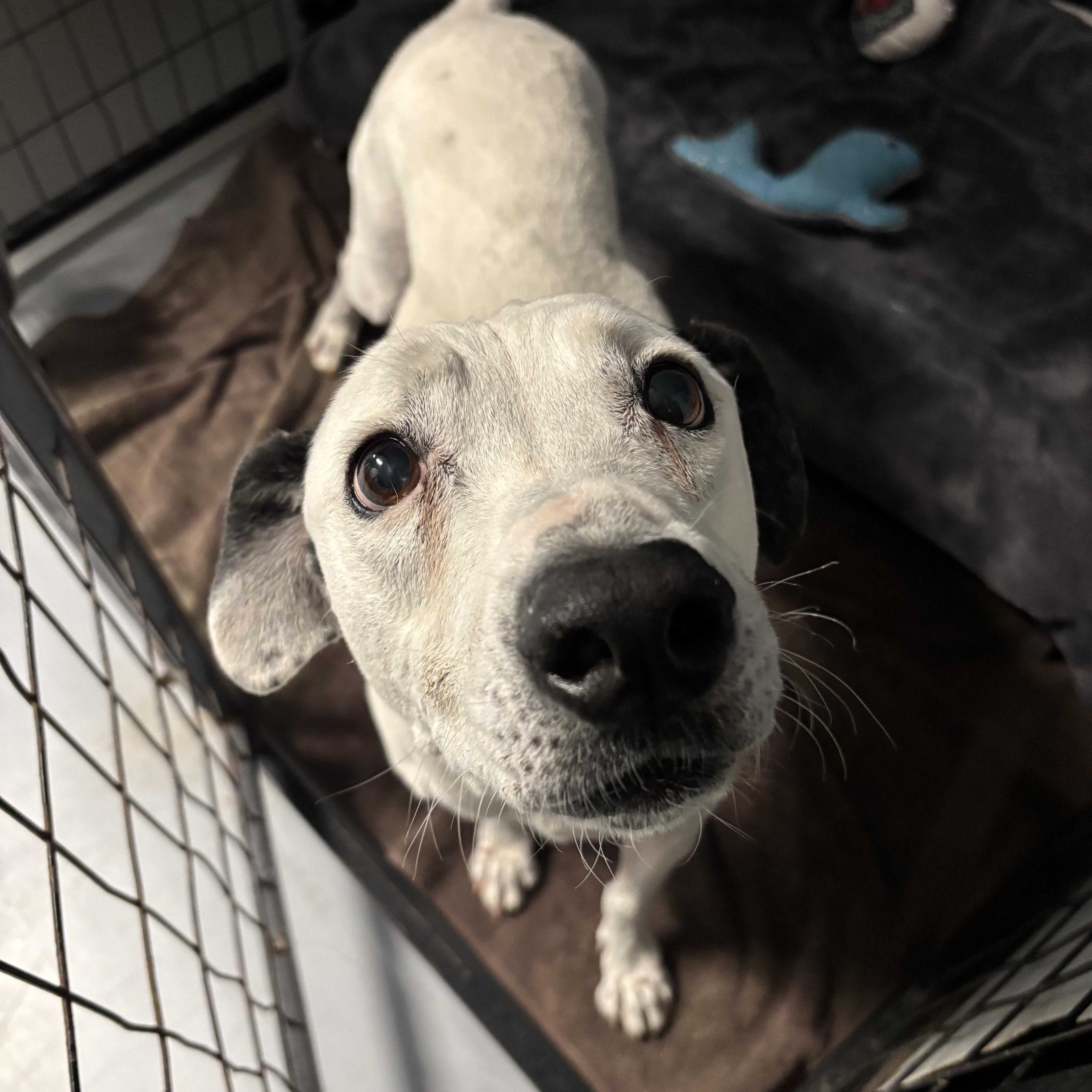 Enlarge Sweetie, a ADOPTABLE mixed breed in Phoenix, AZ image 2/4