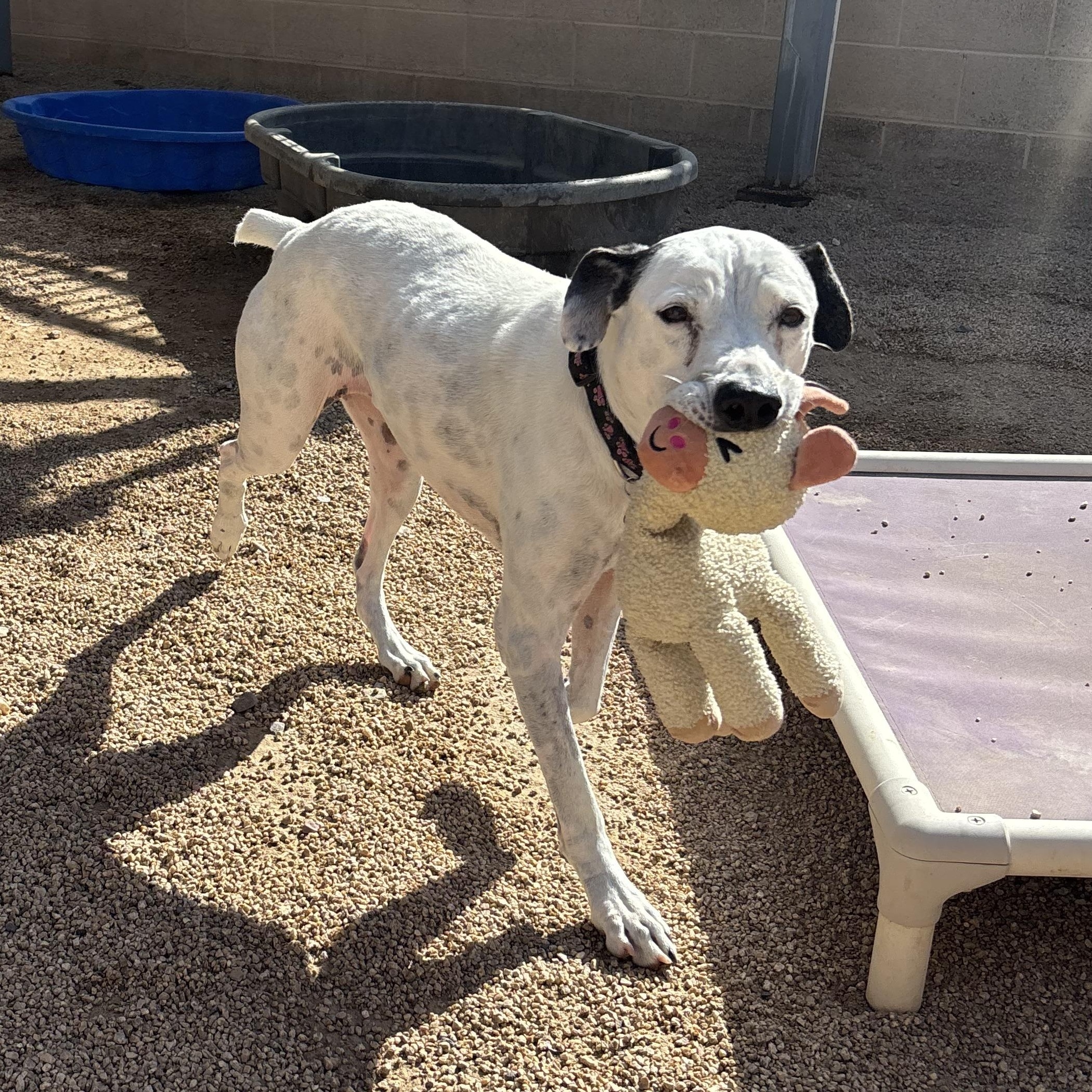 Sweetie, ADOPTABLE, Senior Female Pointer.