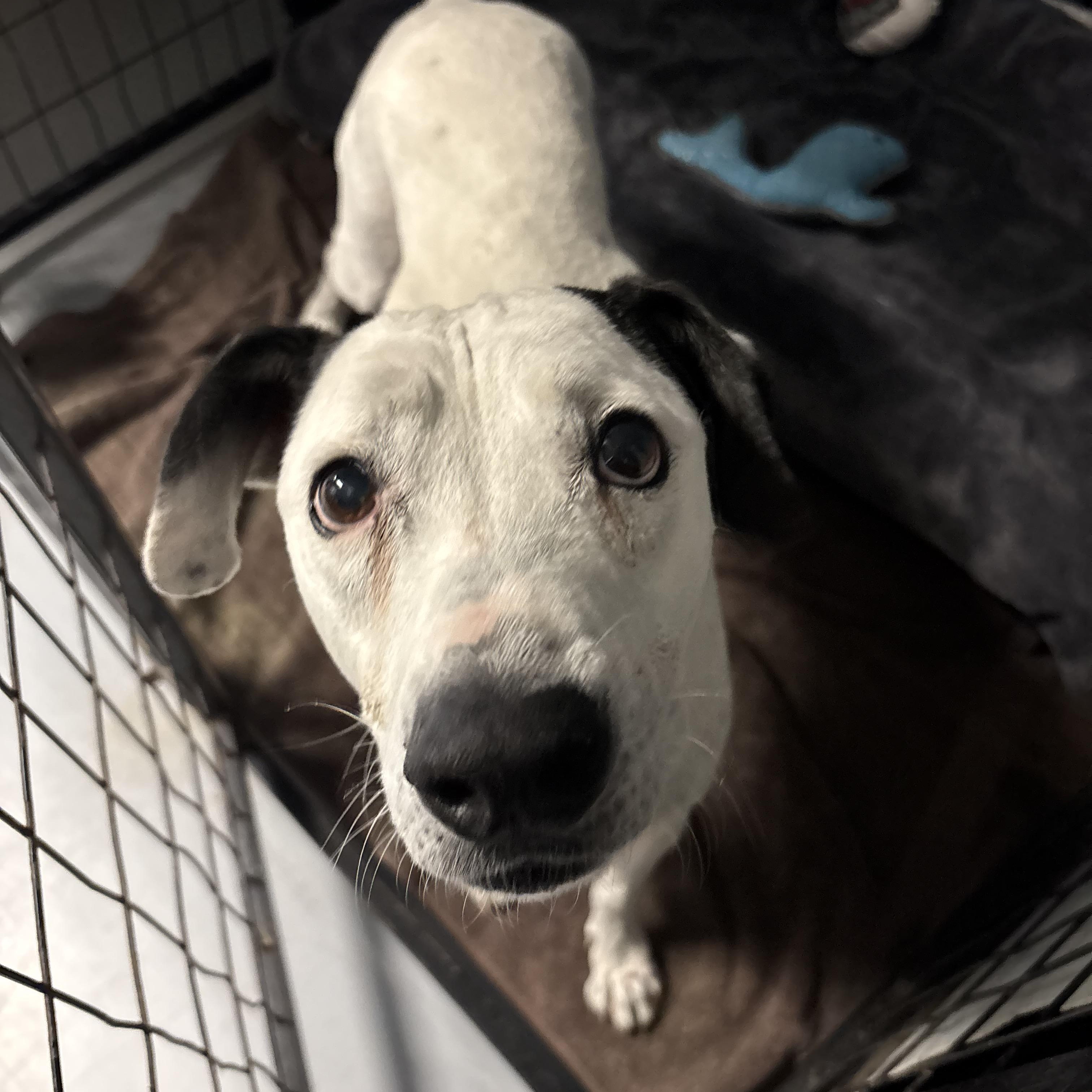 Enlarge Sweetie, a ADOPTABLE mixed breed in Phoenix, AZ image 3/4