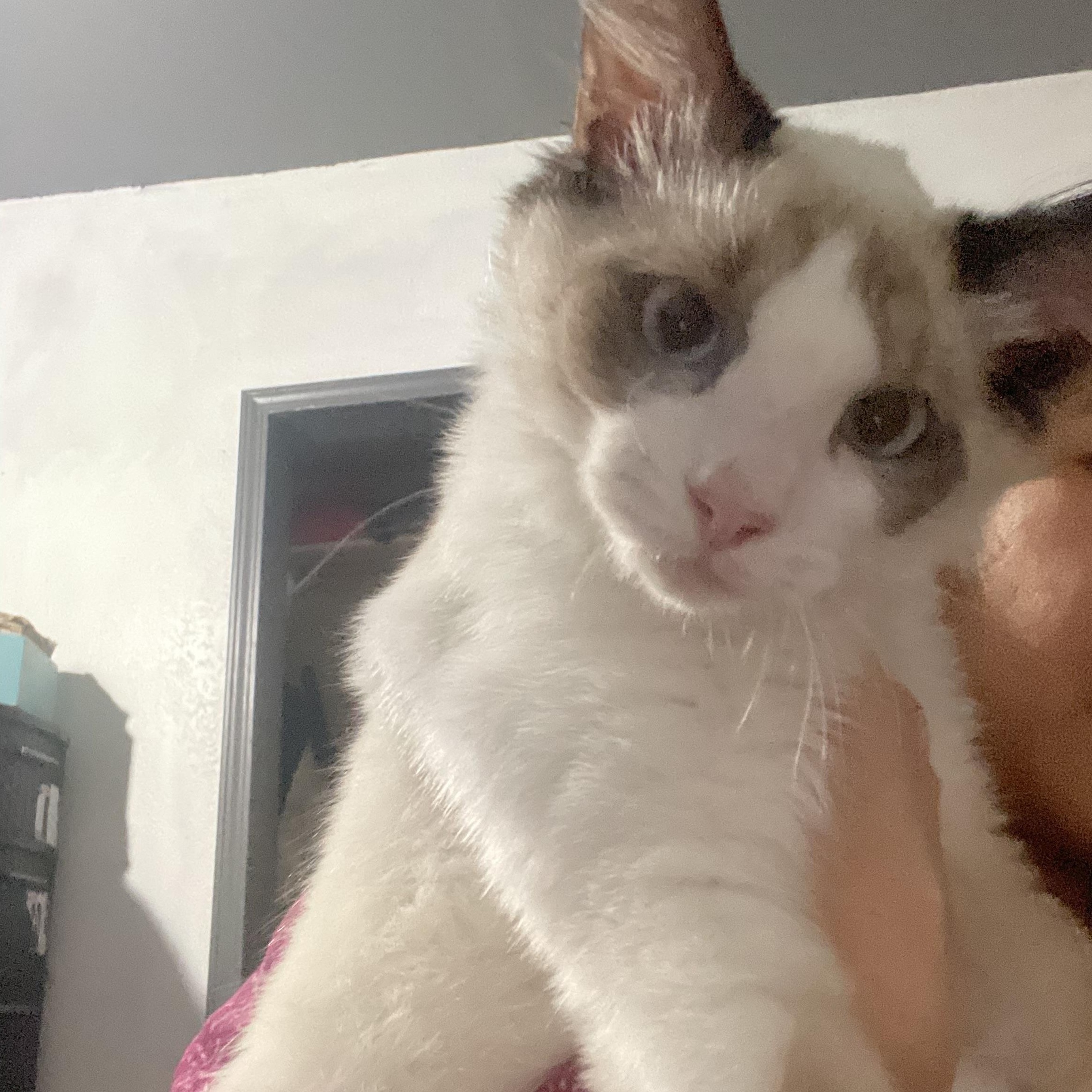 Eddy & Jacob INDOOR ONLY — thumbnail 2