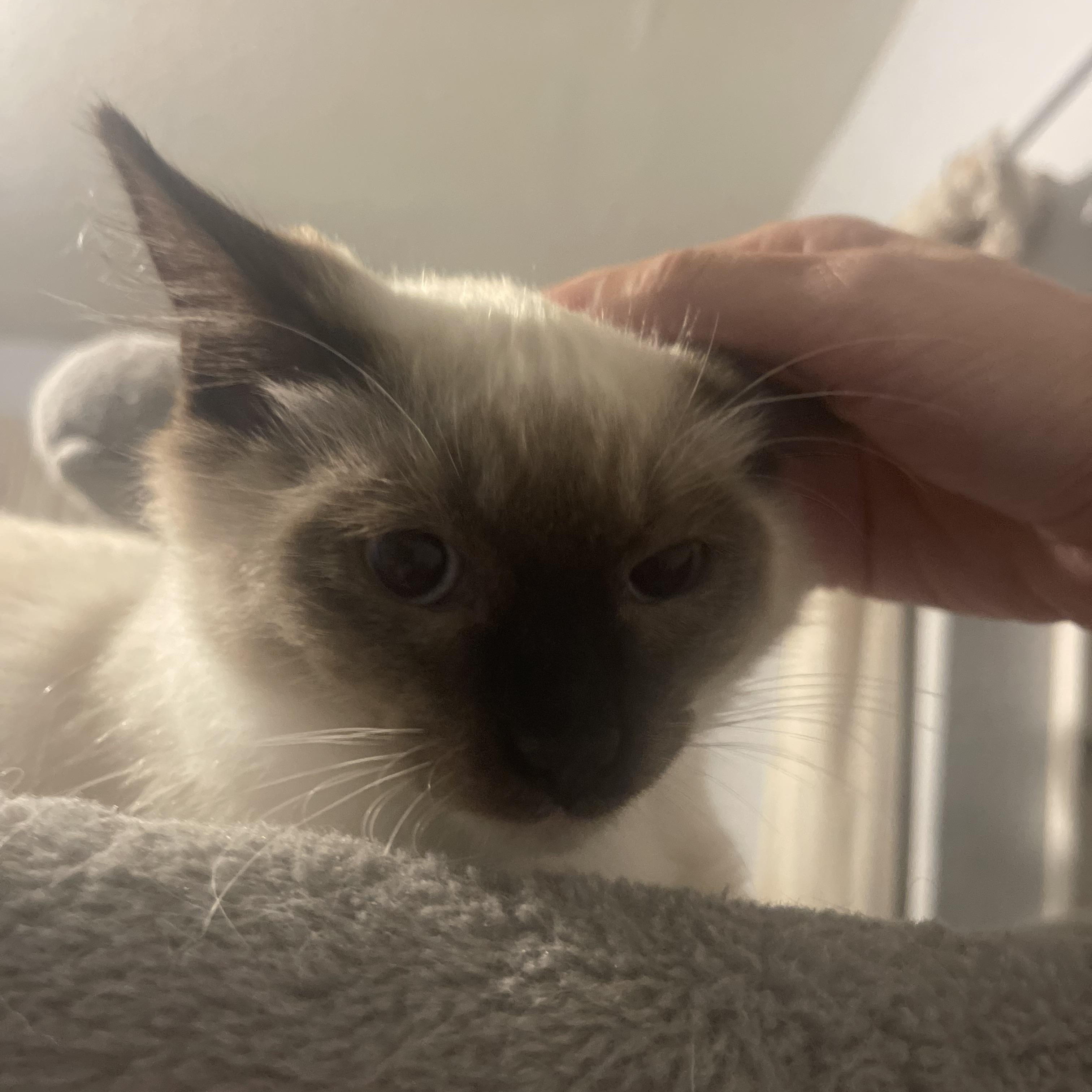 Enlarge Eddy & Jacob INDOOR ONLY, an adopted mixed breed in Elk Grove, CA image 4/6